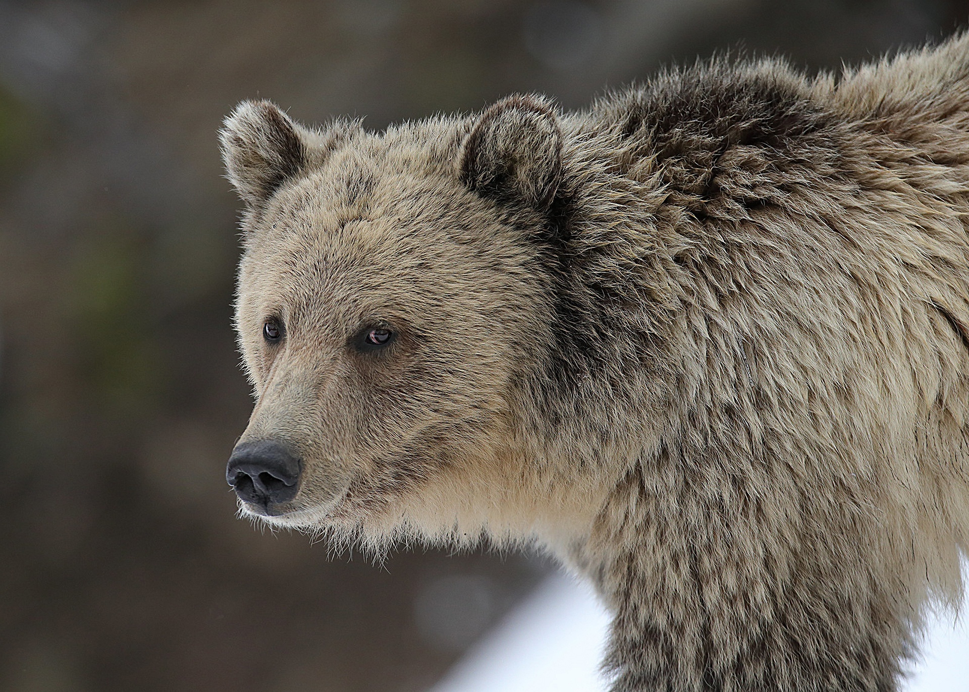 Animal Grizzly Bear HD Wallpaper | Background Image