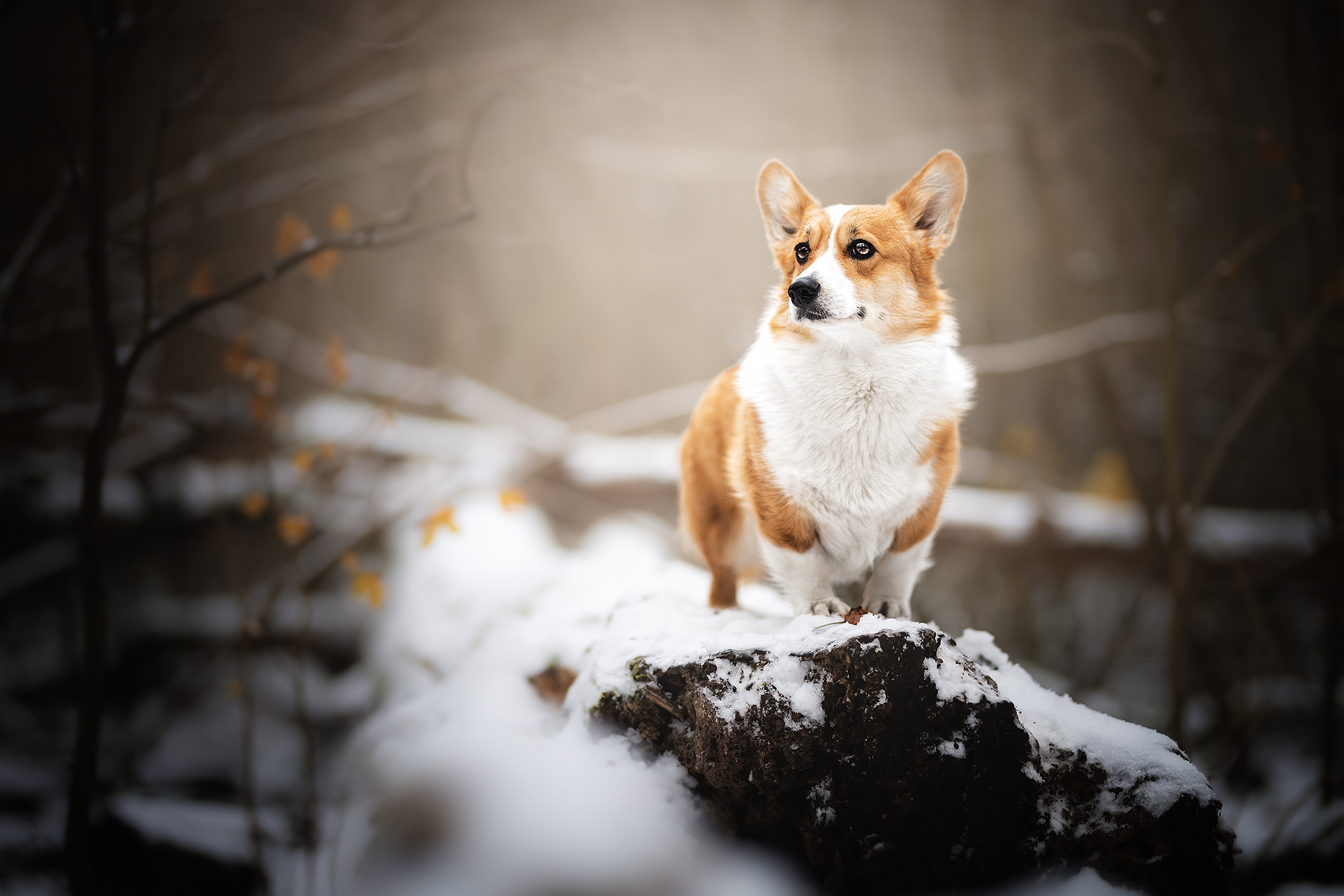 Download Dog Animal Corgi HD Wallpaper