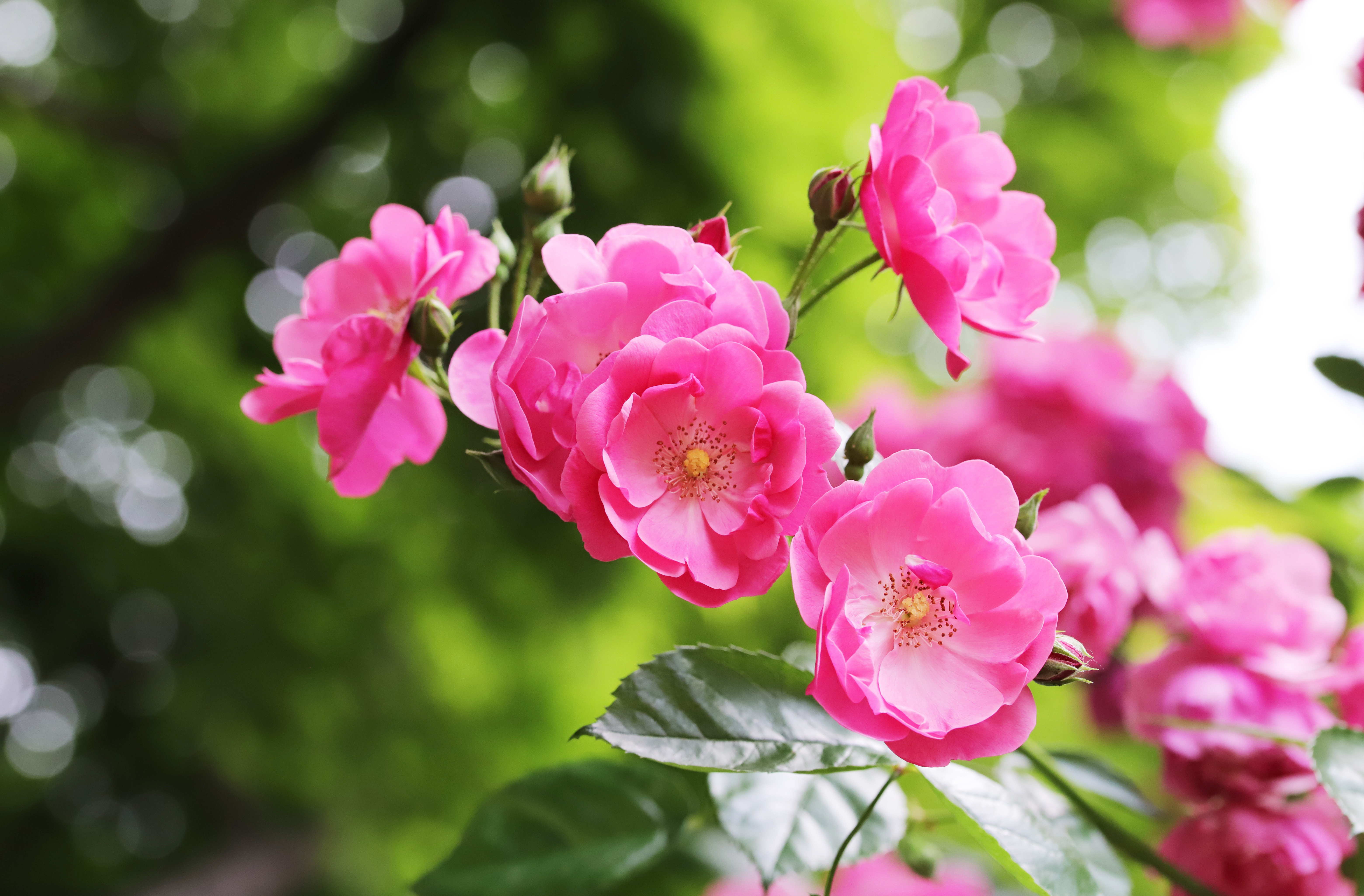 Rose bush mang đến cho con người những giá trị trang trí tuyệt vời, cùng với những loài hoa đẹp và hương thơm tự nhiên. Hãy chiêm ngưỡng những bức ảnh về cây hoa này và cảm nhận cảm giác thanh tịnh tuyệt vời mà nó mang đến cho bạn!