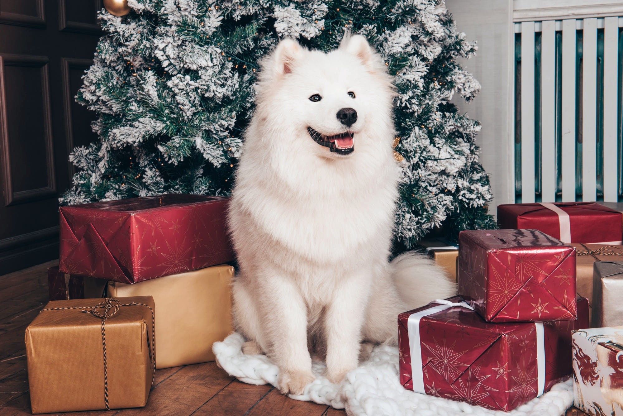 Download Gift Dog Animal Samoyed HD Wallpaper