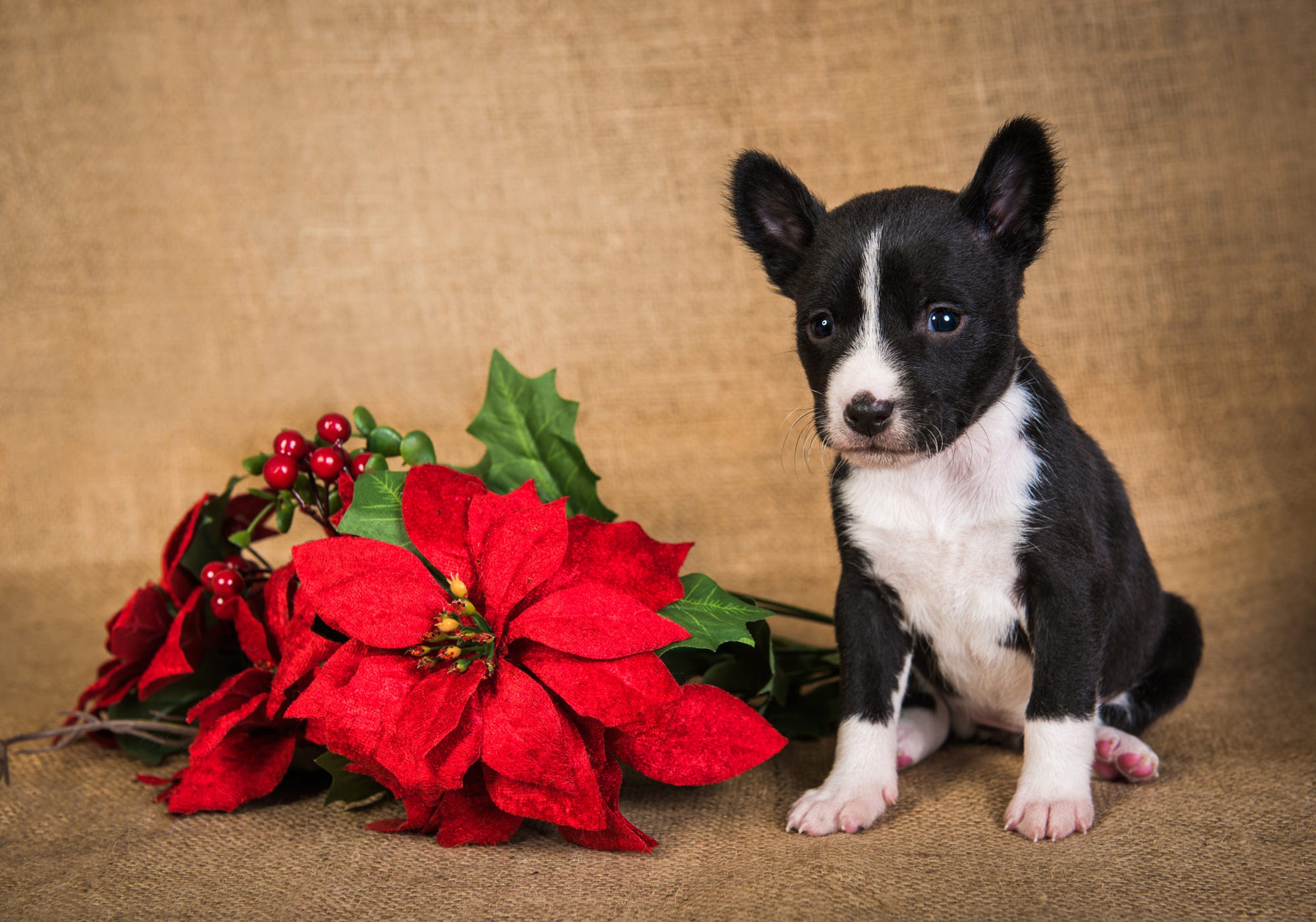 Animal Bull Terrier HD Wallpaper | Background Image