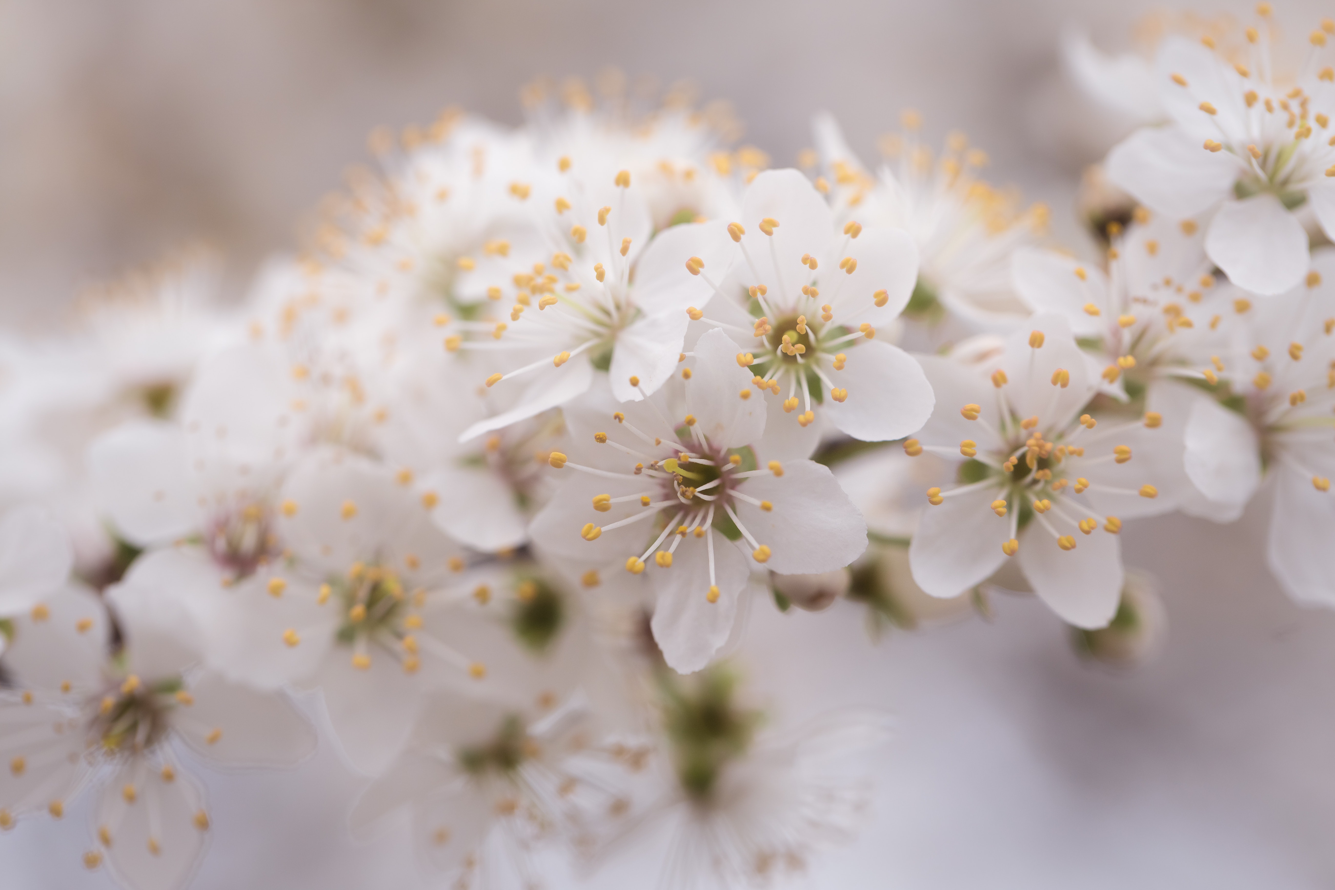 White blossoms. Белый весенний макро цветок. Вишня нежность.