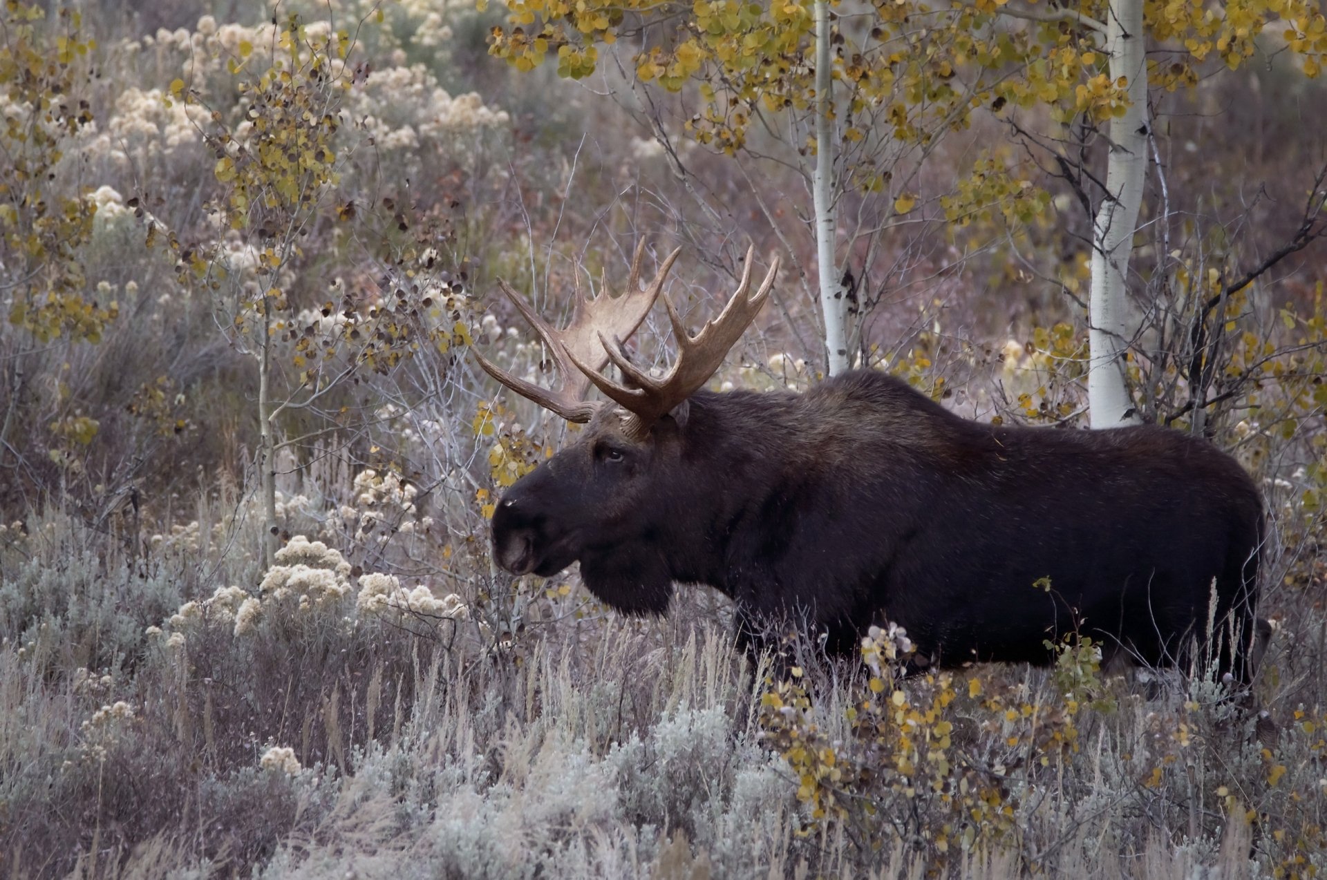 Moose HD Wallpaper | Background Image | 2560x1698