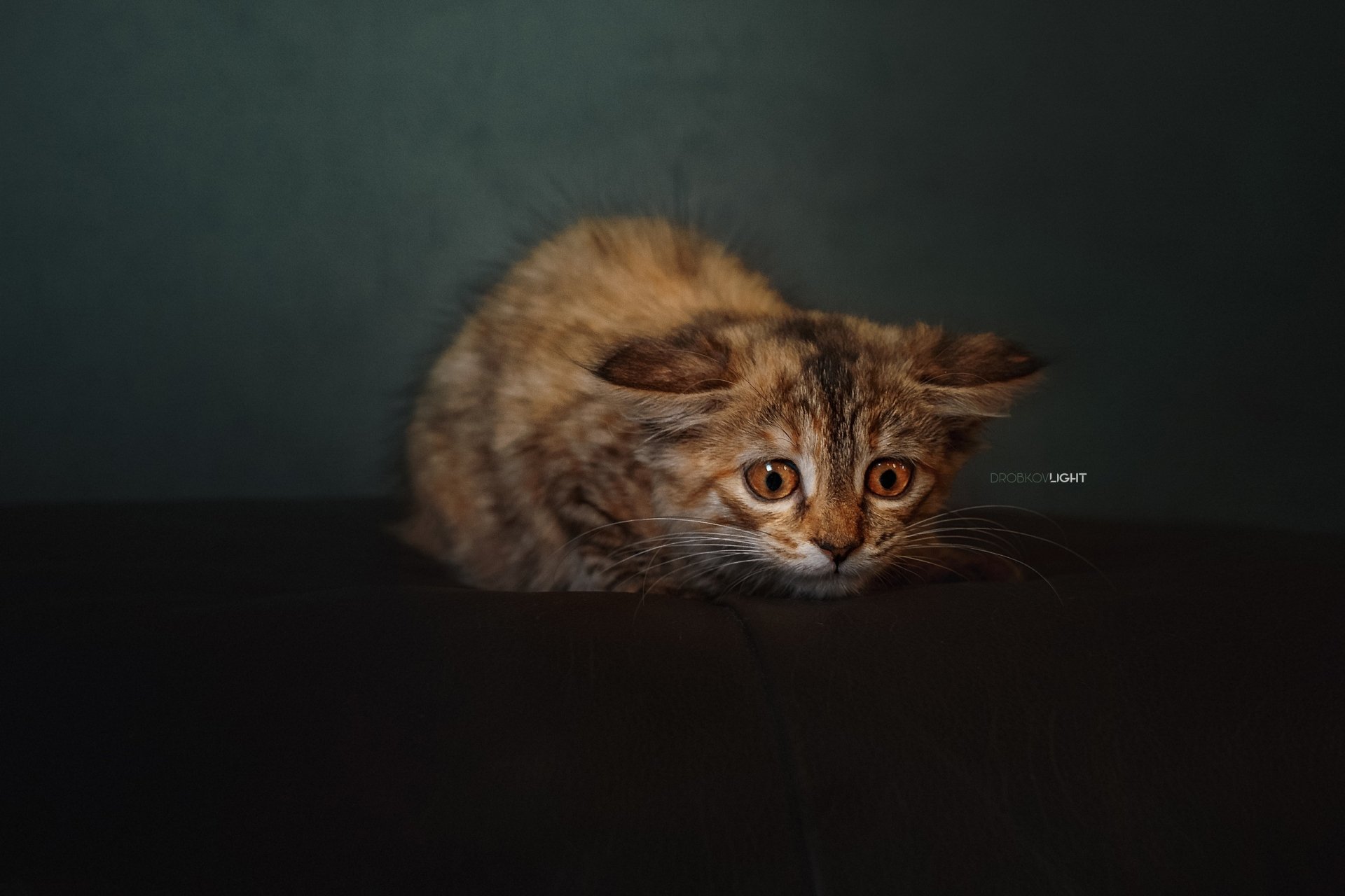 Download Kitten Animal Cat HD Wallpaper by Alexander Drobkov-Light