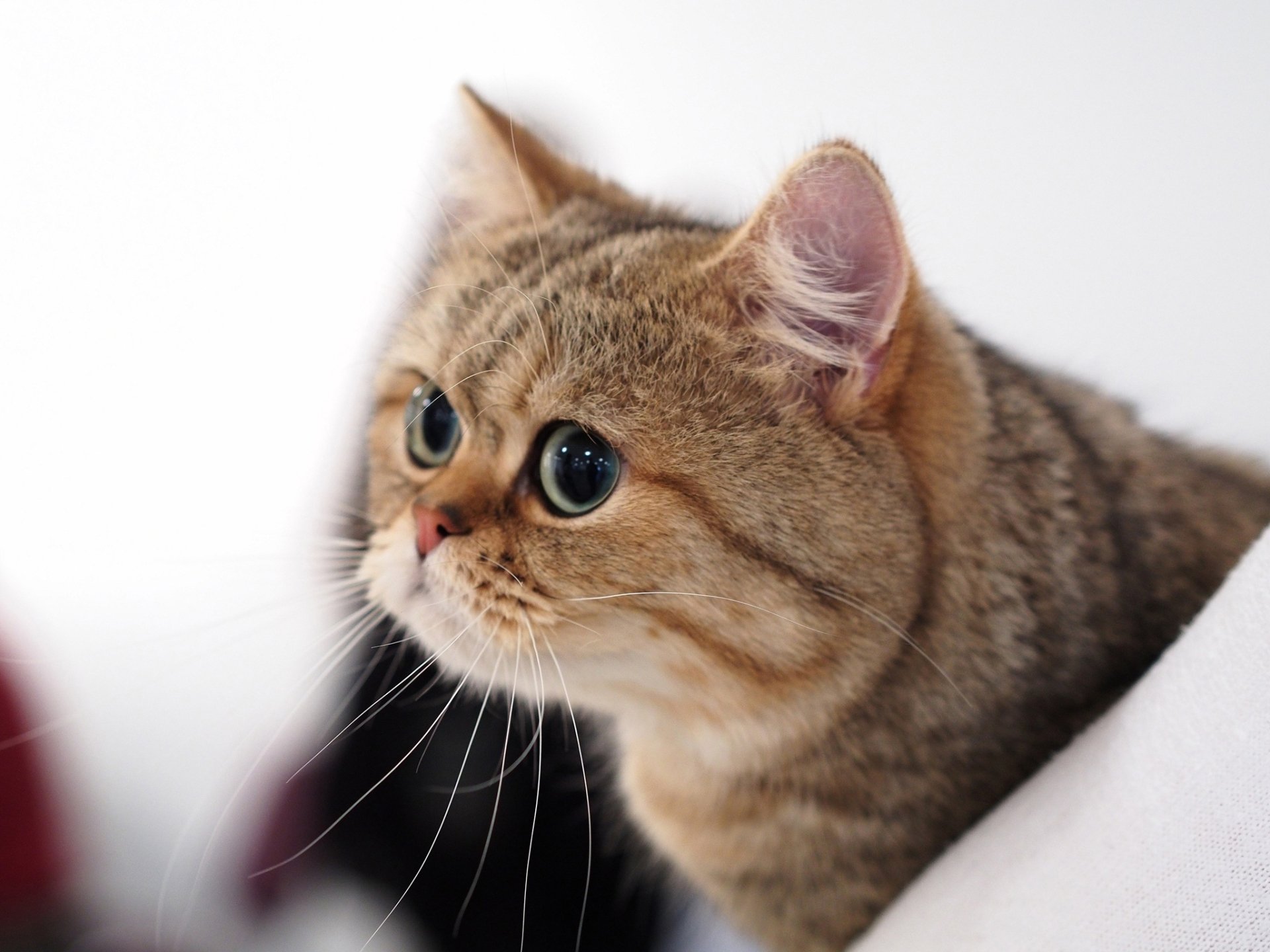 Download Animal British Shorthair HD Wallpaper
