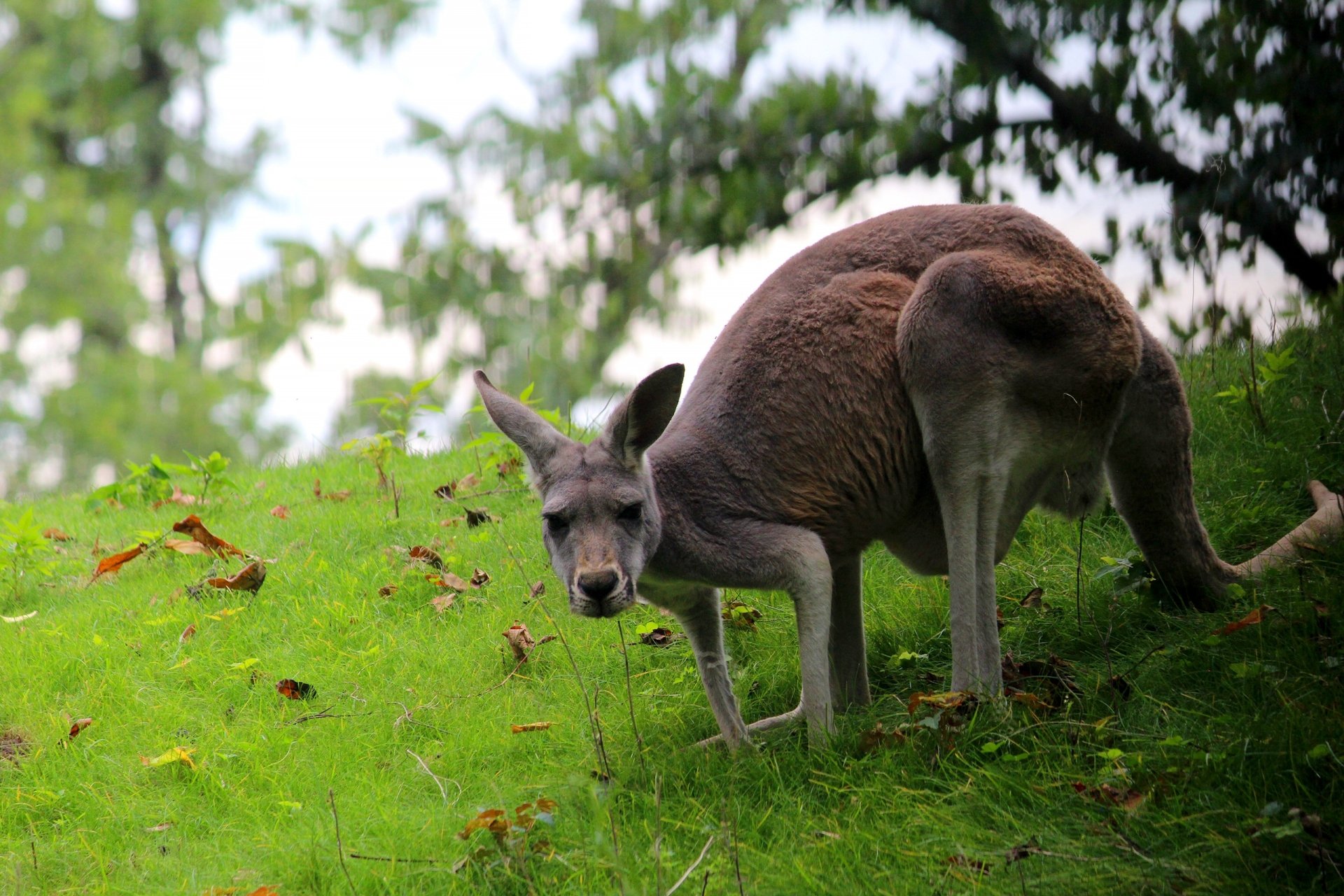 Download Animal Kangaroo HD Wallpaper