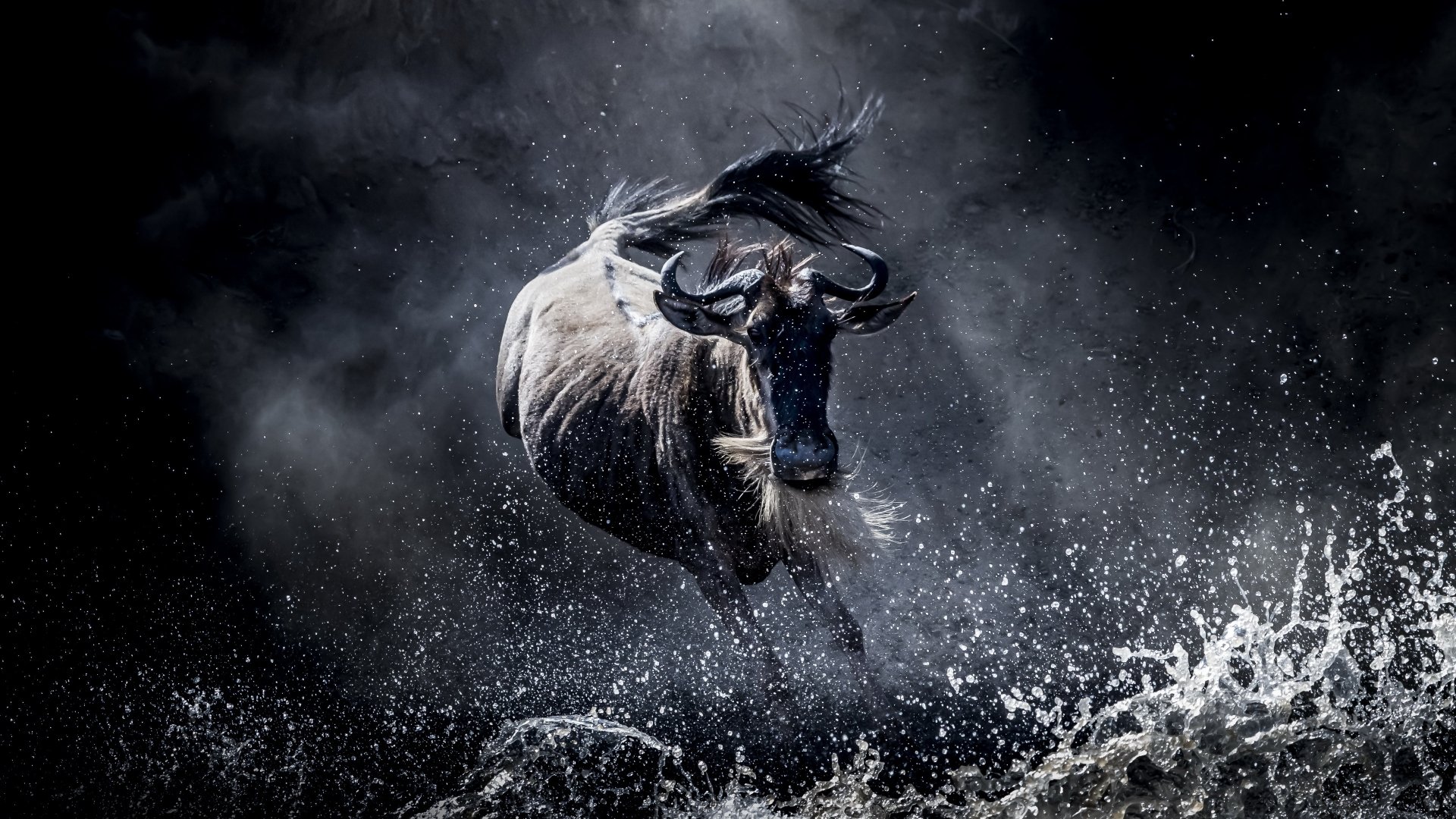 Download Animal Wildebeest 4k Ultra HD Wallpaper