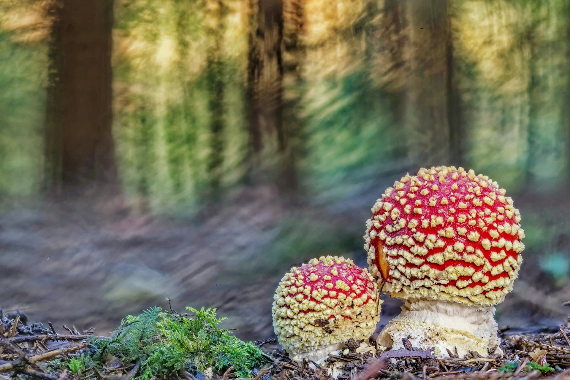 Download Blur Macro Fly Agaric Nature Mushroom 4k Ultra HD Wallpaper