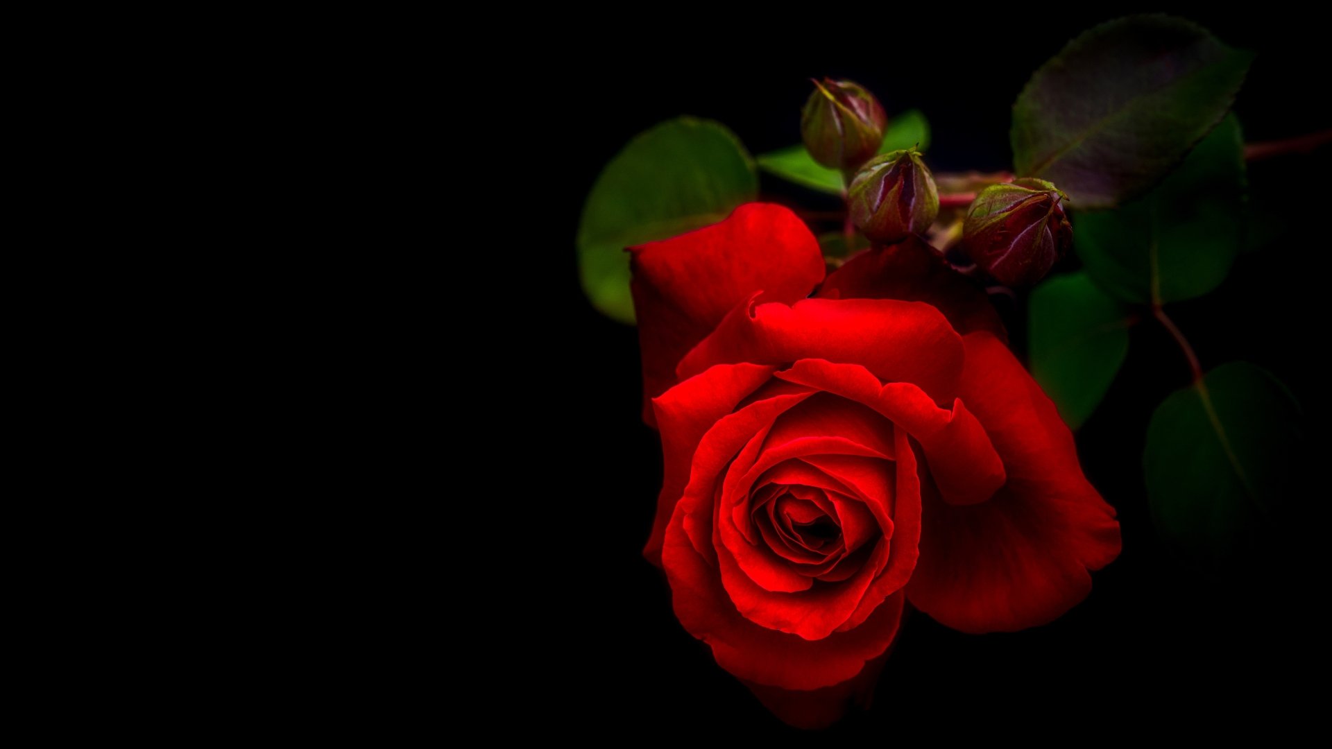 Download Red Flower Red Rose Flower Nature Rose 4k Ultra HD Wallpaper