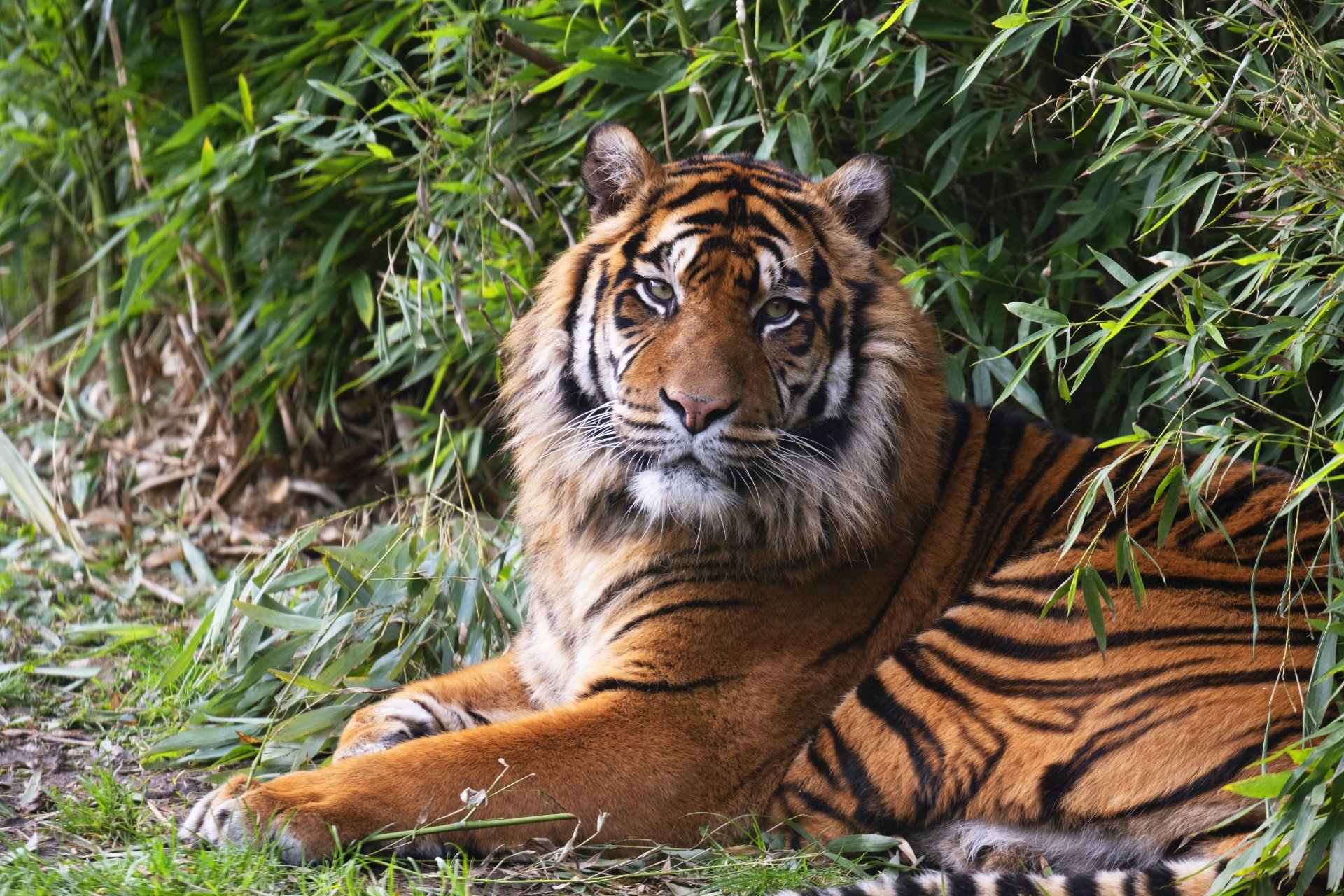 Download Animal Tiger 8k Ultra HD Wallpaper