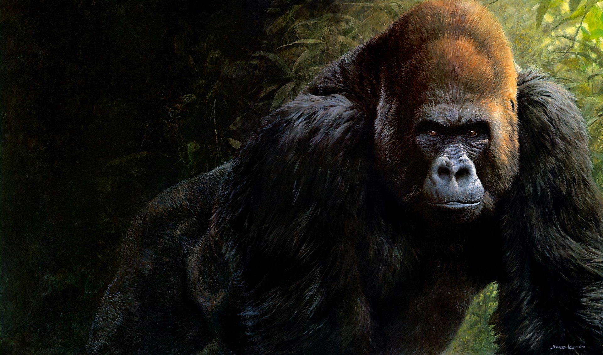366x768 gorilla background