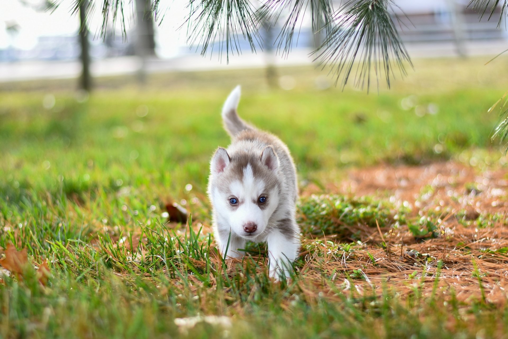 Download Siberian Husky Puppy Baby Animal Dog Animal Husky 4k Ultra HD Wallpaper