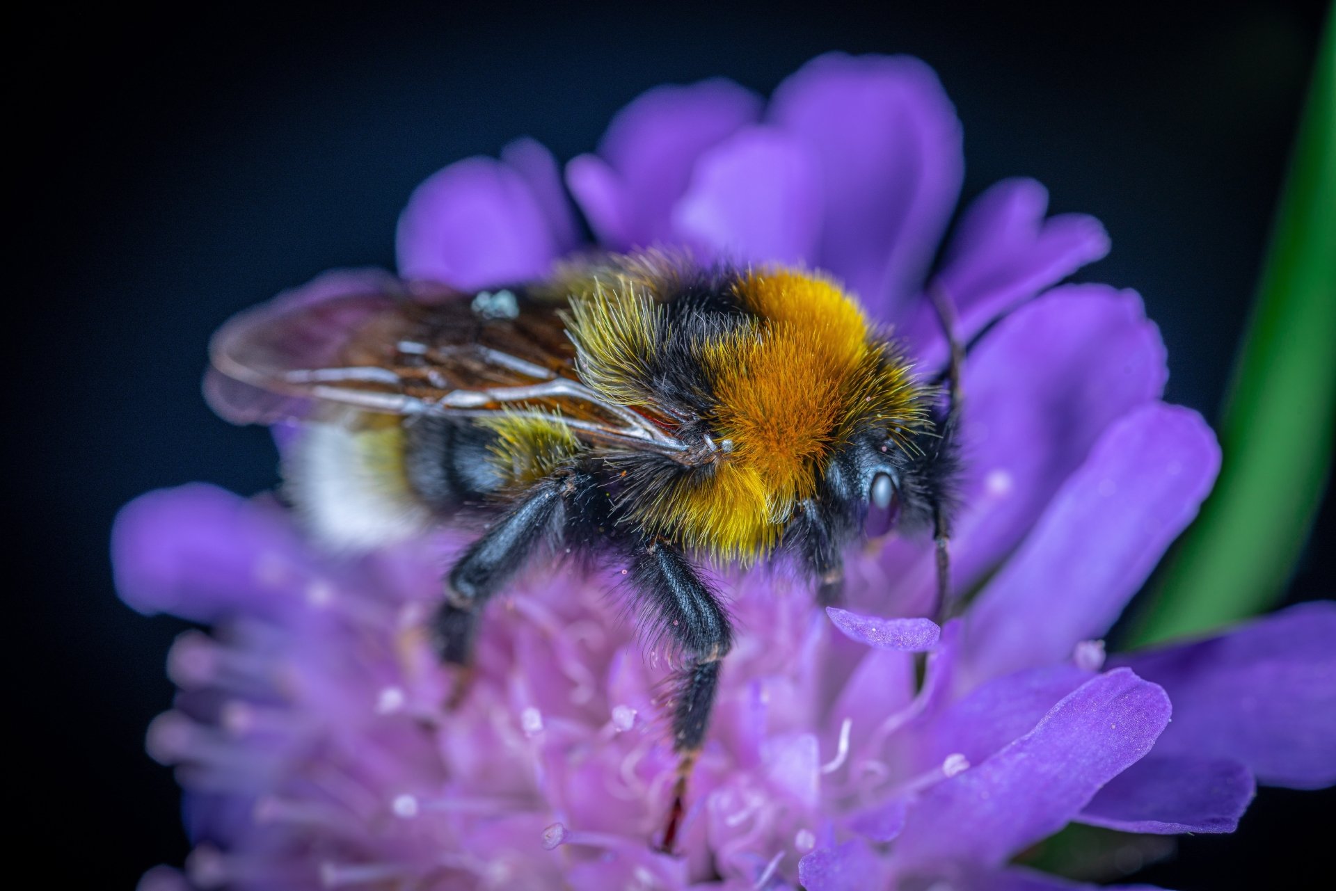 Download Macro Insect Bee Flower Animal Bumblebee 8k Ultra HD Wallpaper