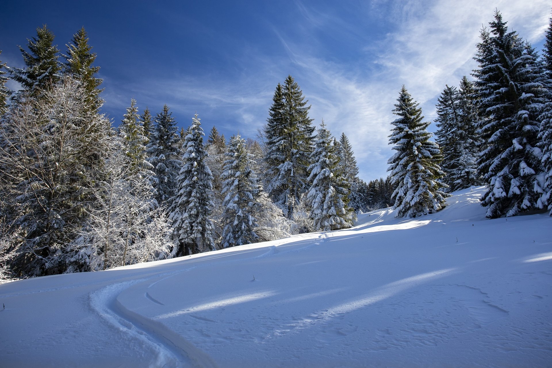 5K Ultra HD PC desktop wallpaper/background: snow-blanketed fir trees and a winding path through a serene winter forest under a crisp blue sky.