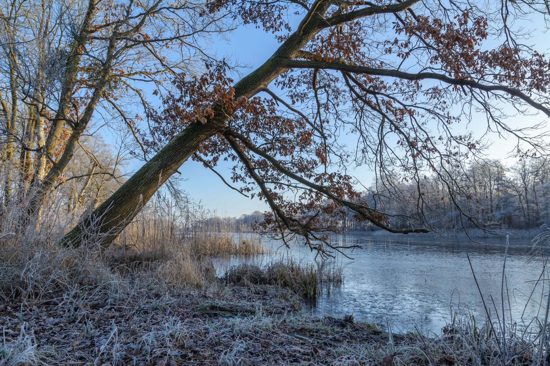 Download Tree Frost Nature River 4k Ultra HD Wallpaper