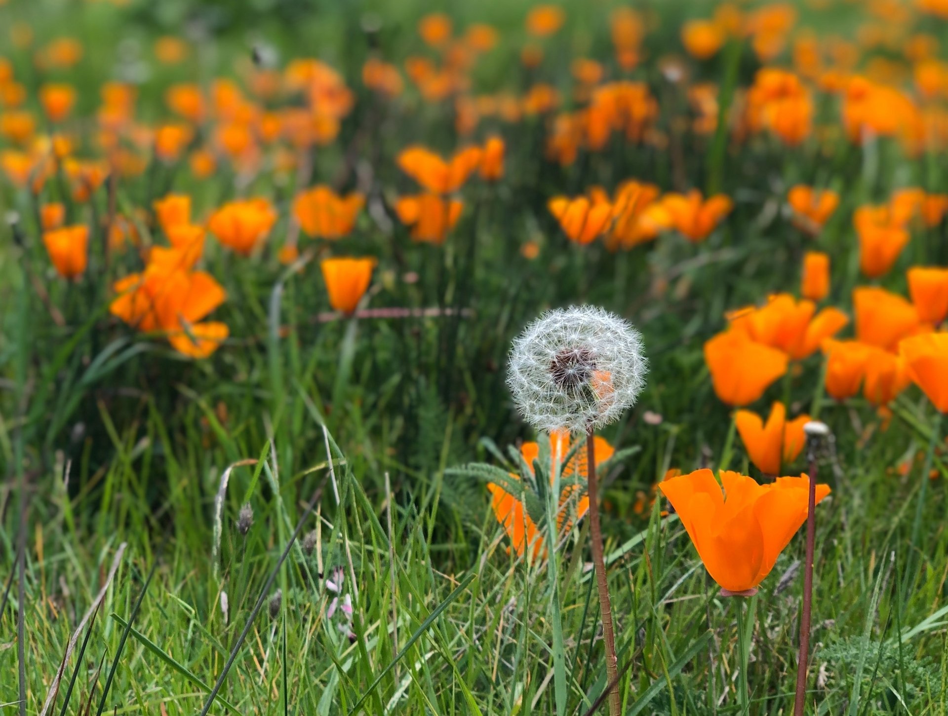 Download Eschscholzia Dandelion Grass Summer Nature Flower HD Wallpaper