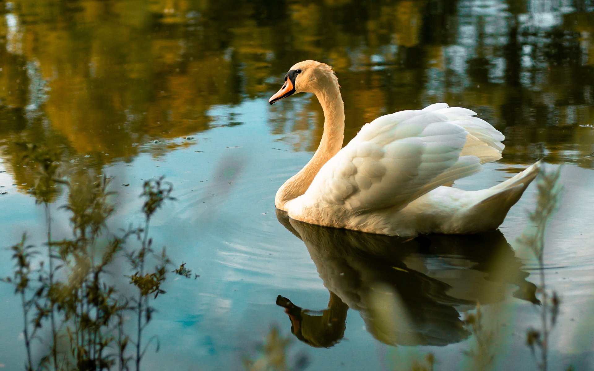 Download Swan Bird Reflection Water Animal Mute Swan 4k Ultra HD Wallpaper