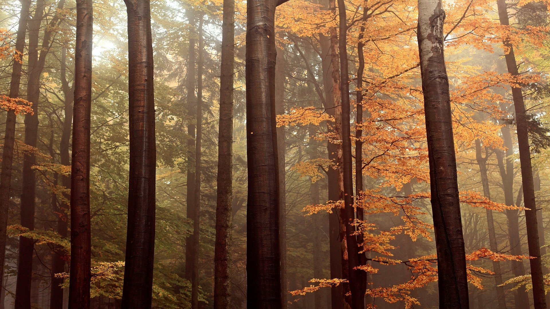4K Ultra HD desktop wallpaper of a serene forest in fall, featuring tall tree trunks and vibrant orange foliage amidst a misty natural landscape.