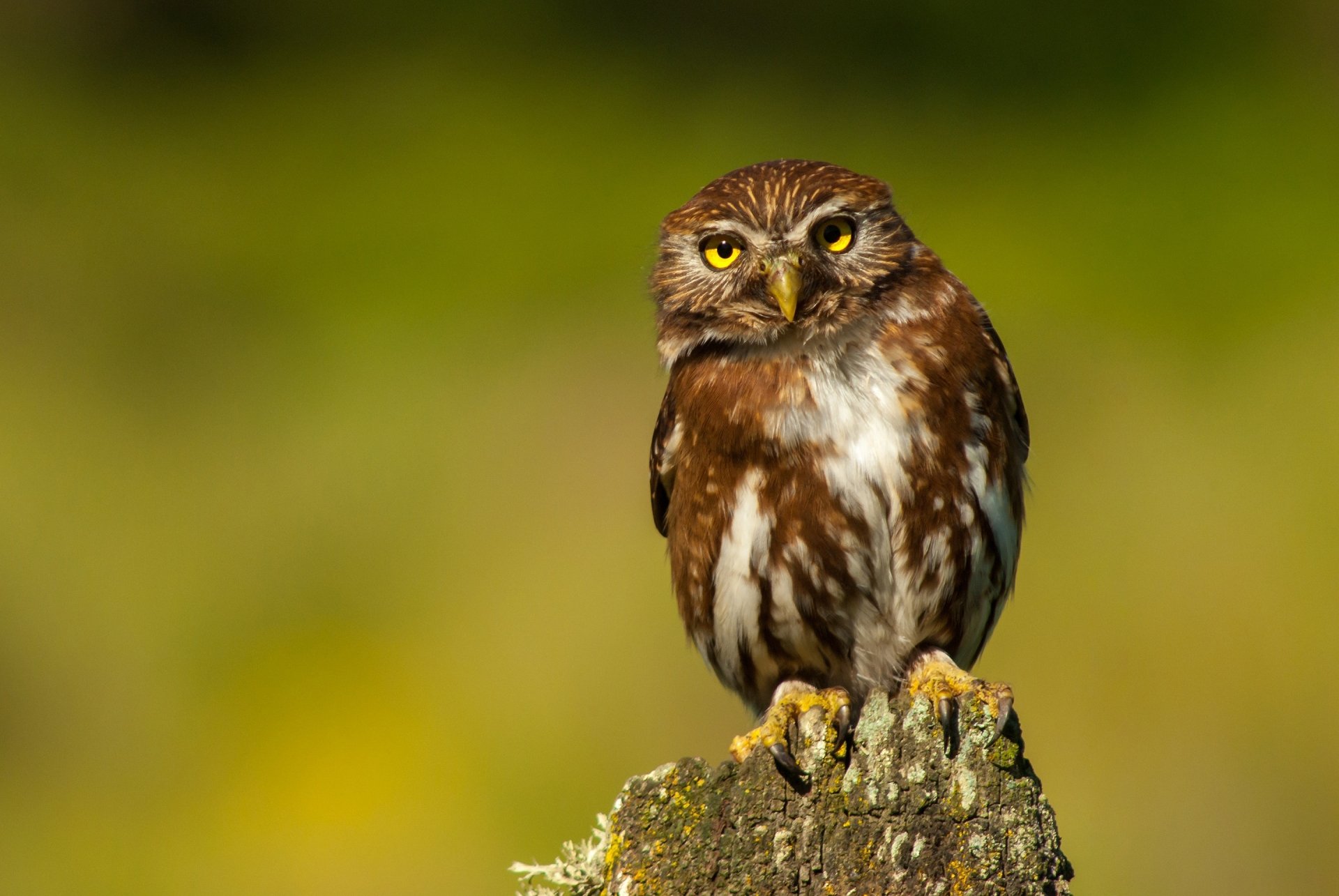 Download Stump Bird Animal Owl HD Wallpaper
