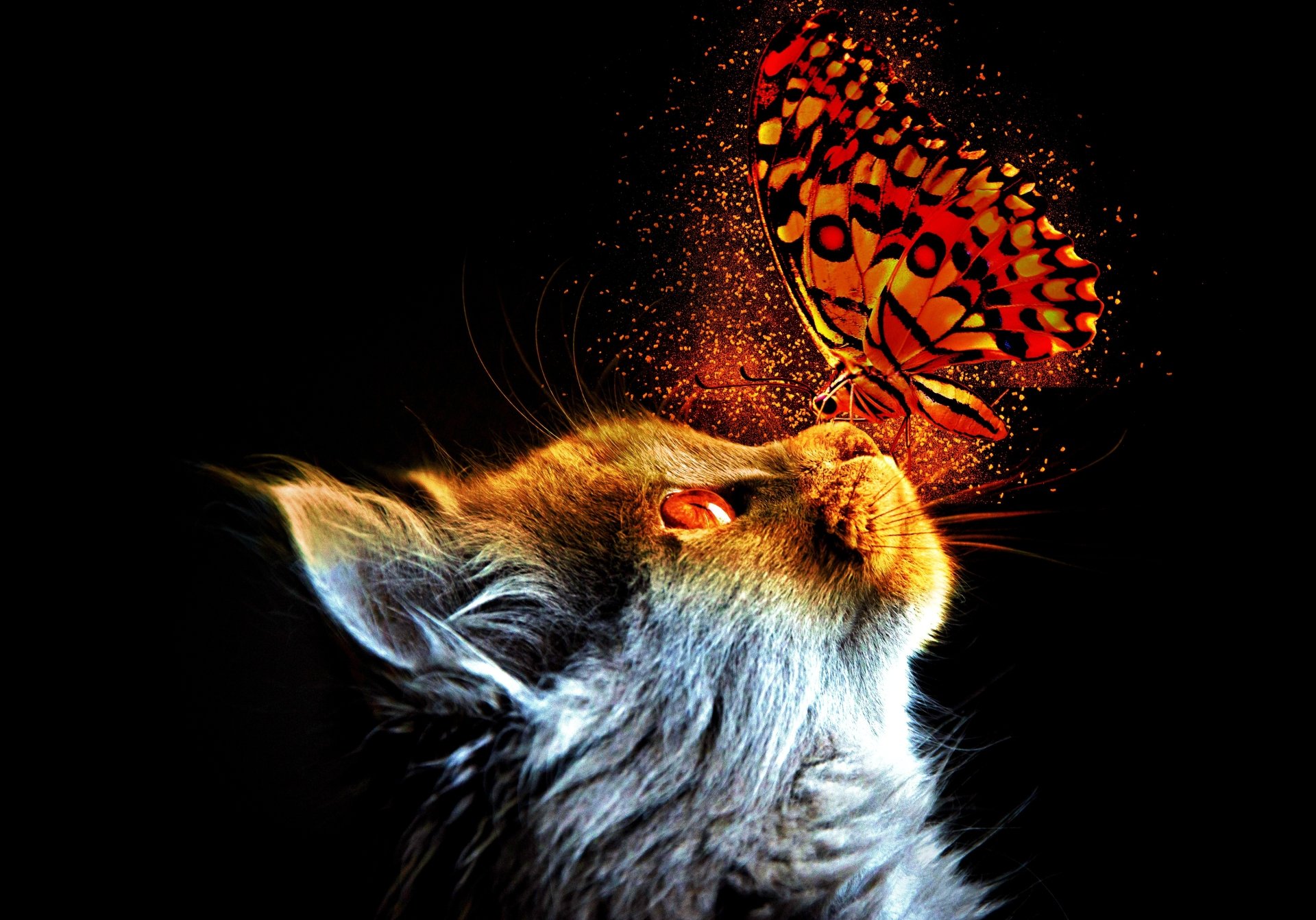 Download Profile Insect Butterfly Animal Cat 4k Ultra HD Wallpaper