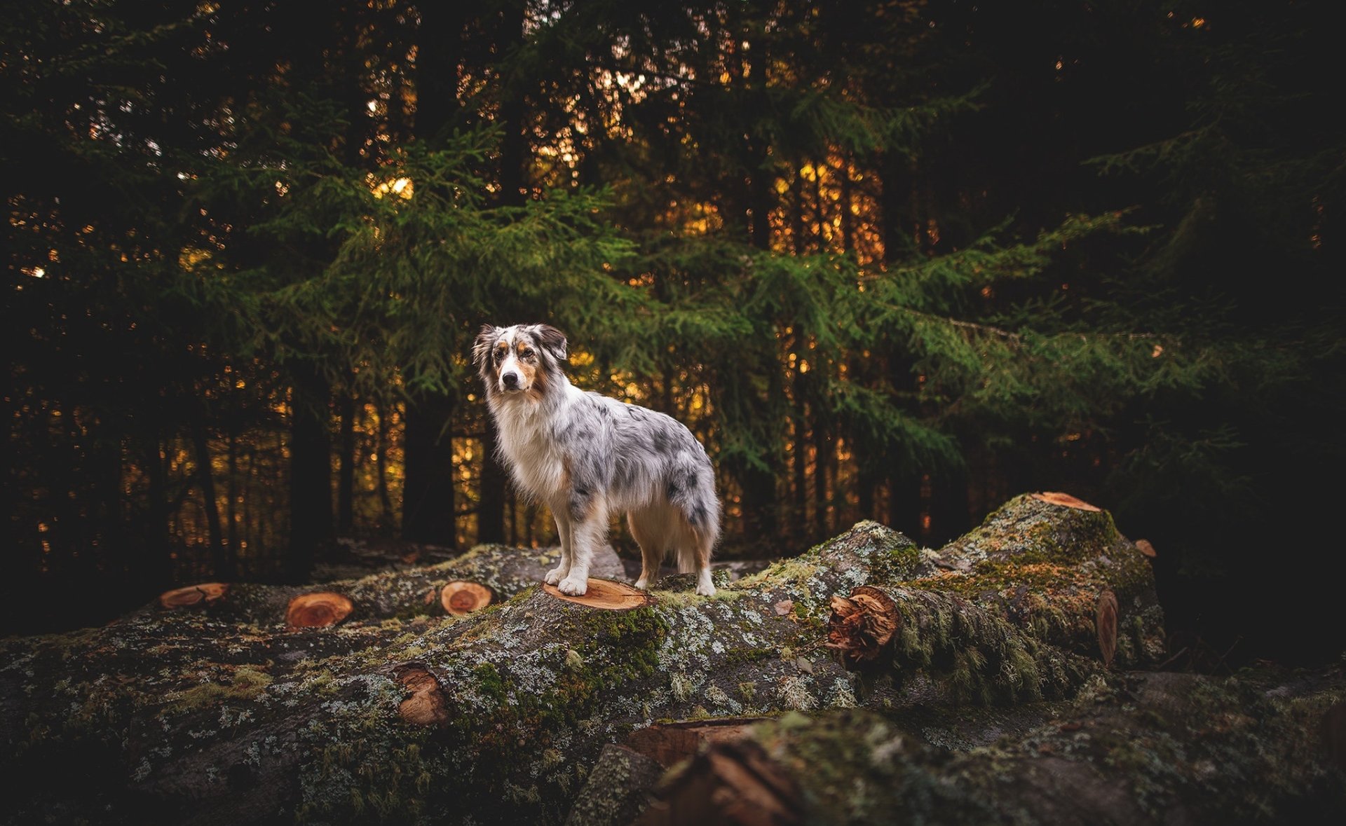 Download Dog Nature Fall Animal Australian Shepherd HD Wallpaper