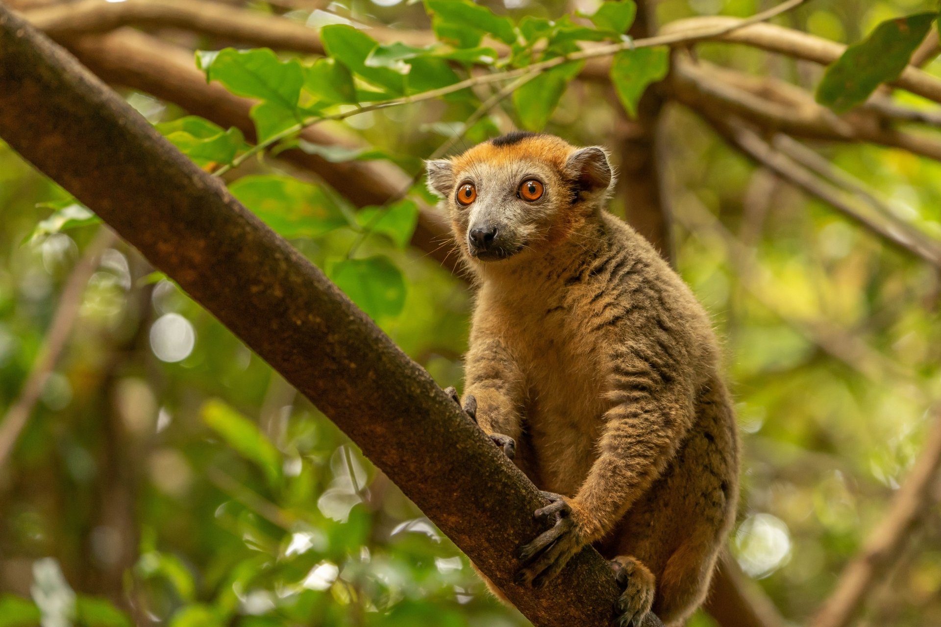 Download Bokeh Animal Lemur 4k Ultra HD Wallpaper