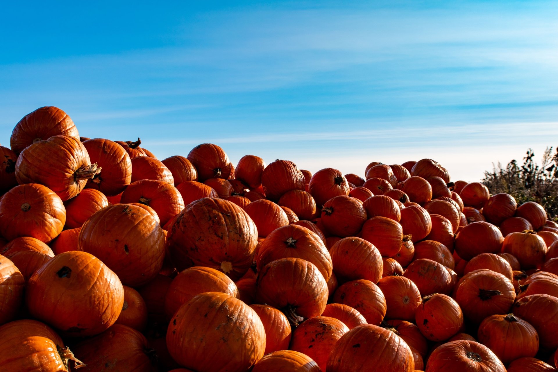 Download Food Pumpkin 4k Ultra HD Wallpaper