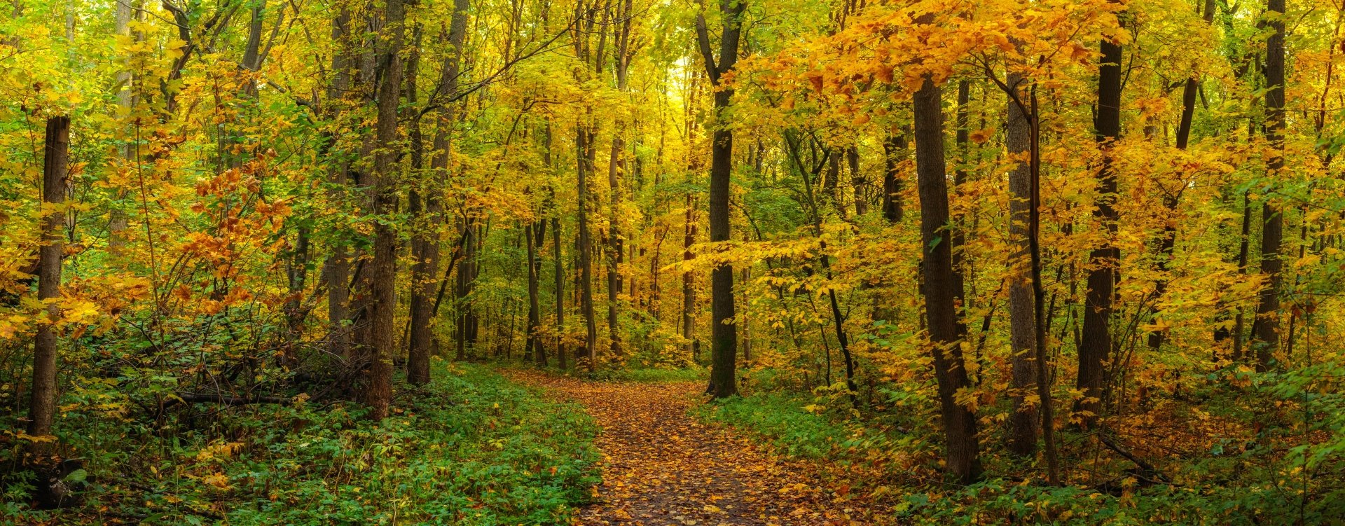 Download Path Forest Nature Fall 4k Ultra HD Wallpaper