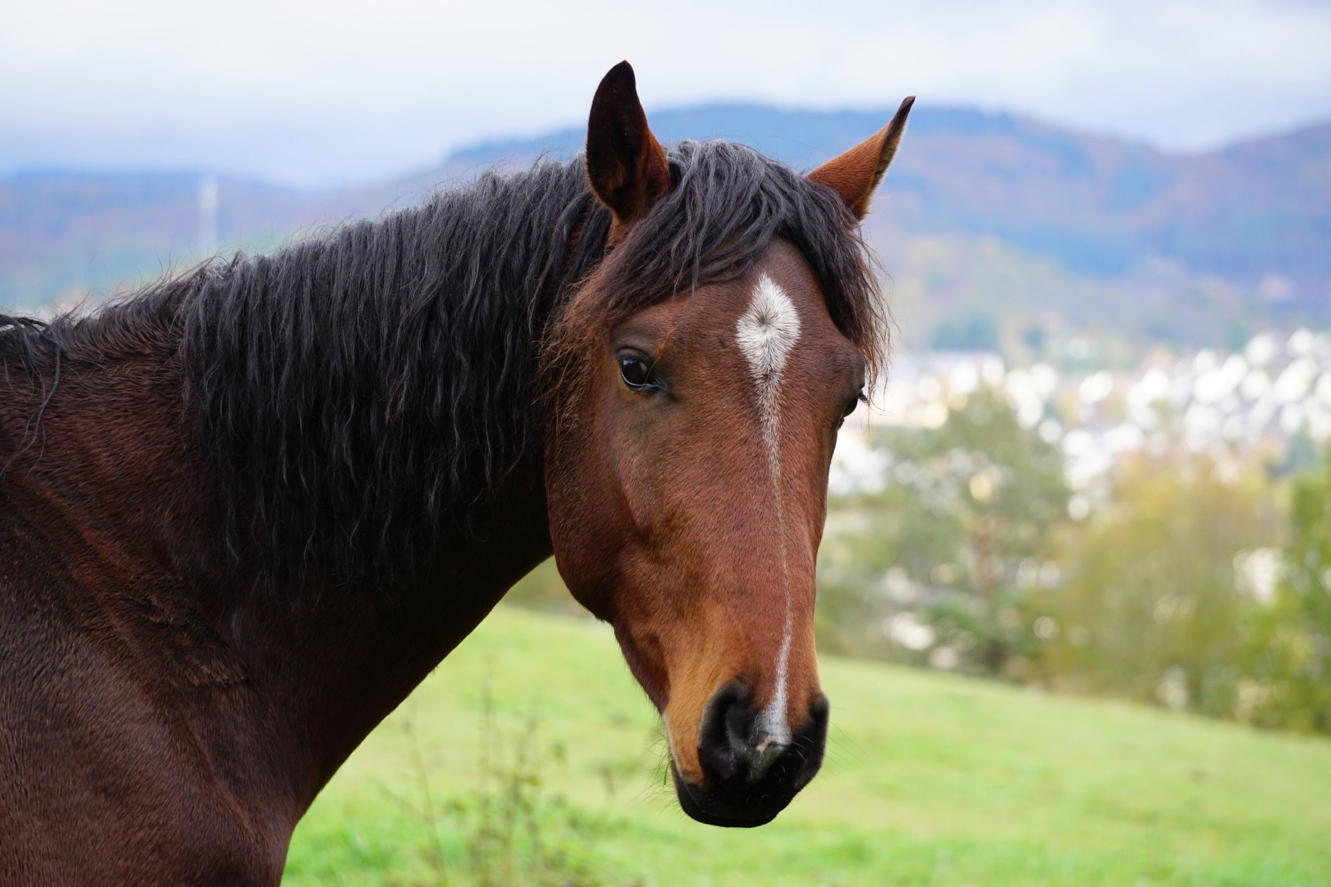 Download Muzzle Animal Horse 4k Ultra HD Wallpaper