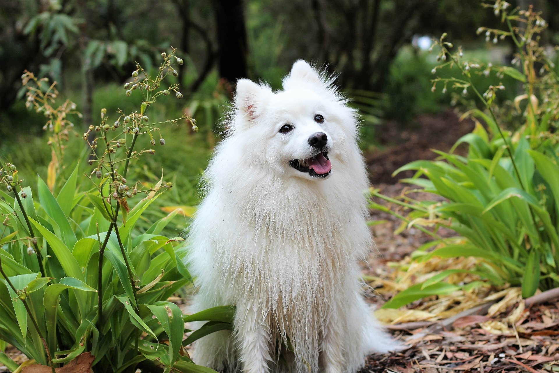 Download Dog Animal Spitz 4k Ultra HD Wallpaper