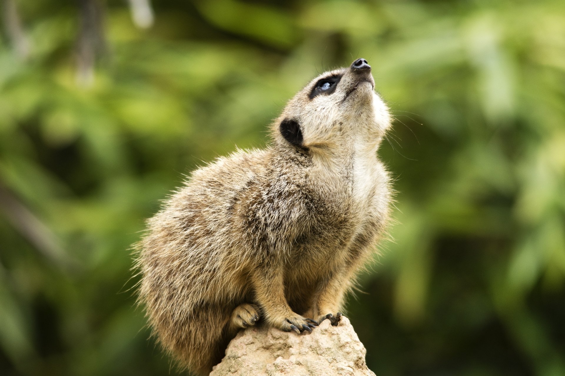 A detailed 4K Ultra HD image of a meerkat perched on a rock, gazing upward with a blurred green natural background.