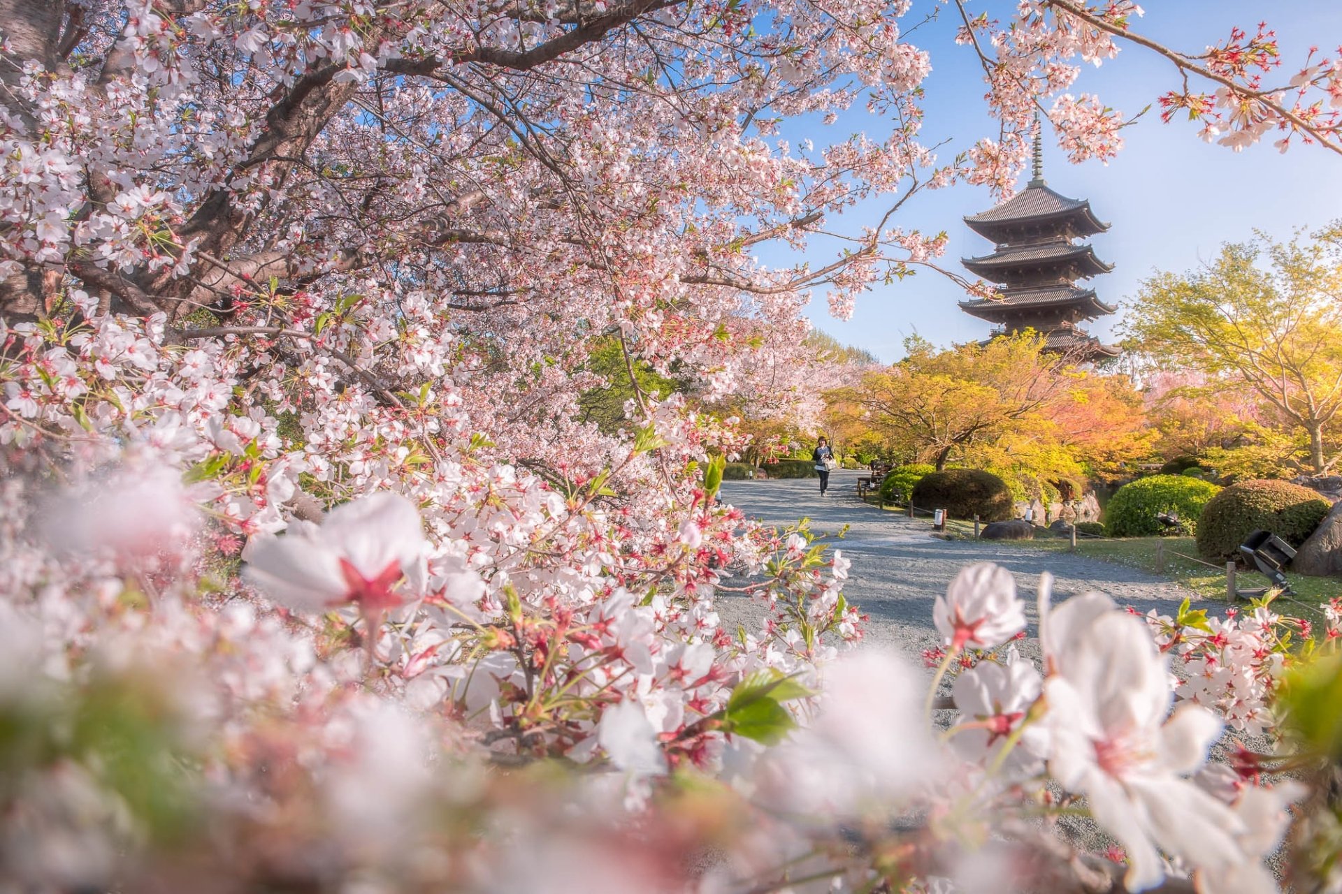 Download Toji Temple Kyoto Blossom Pagoda Sakura Japan Spring Park Religious Temple HD Wallpaper