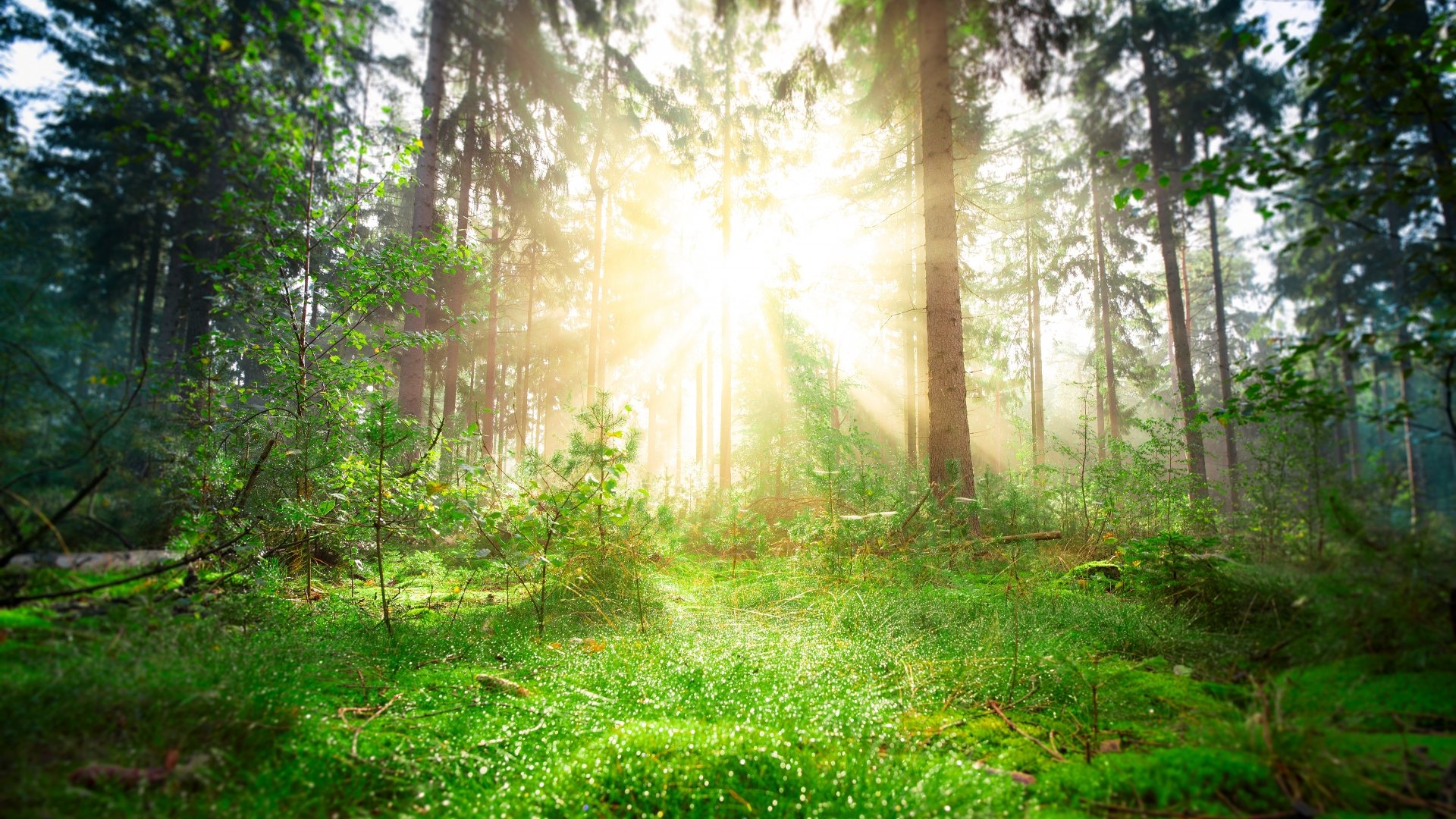 Download Pine Trunk Forest Greenery Nature Sunbeam 4k Ultra Hd Wallpaper