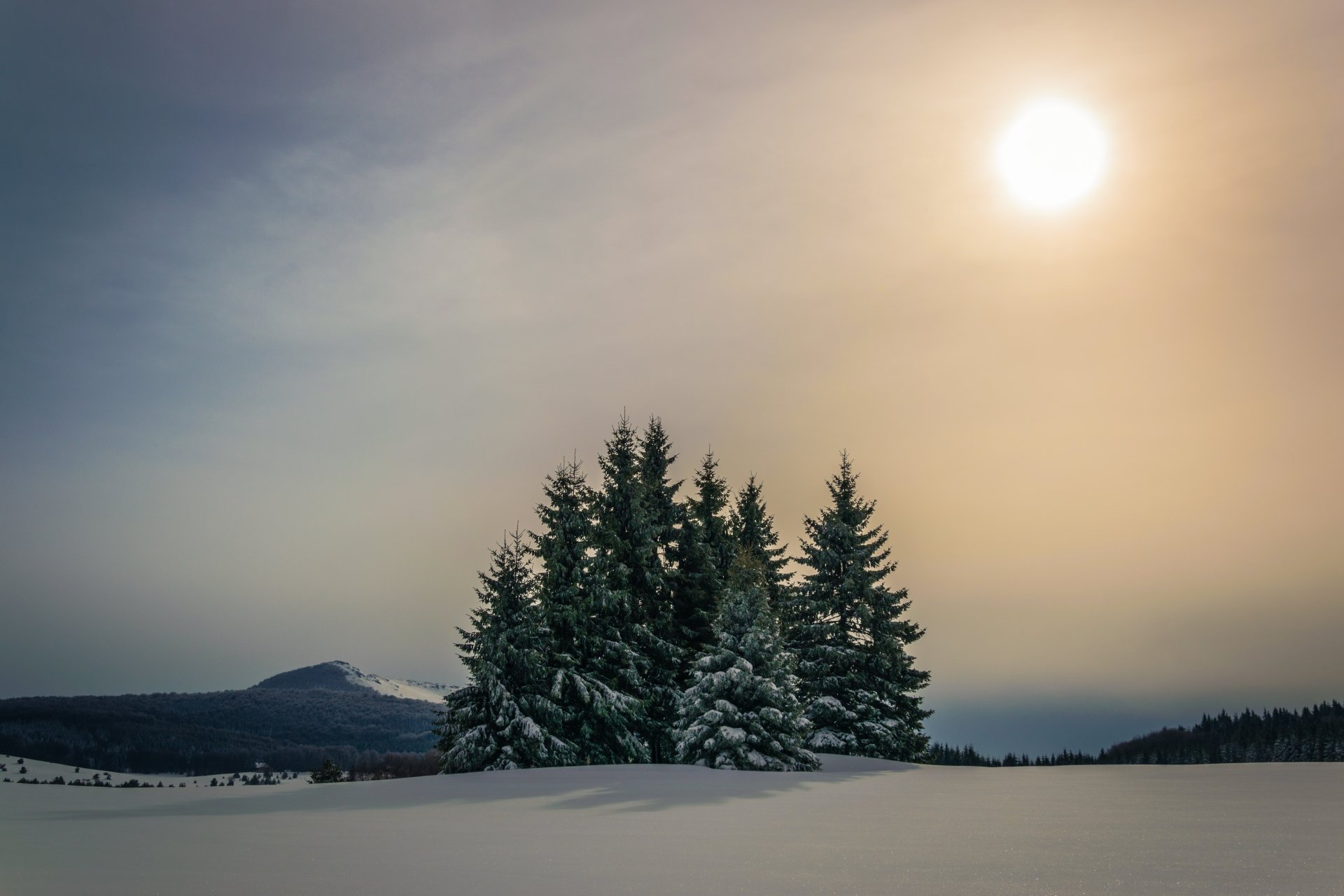 Download Fir Tree Mountain Snow Sun Sky Forest Nature Winter Snowy ...