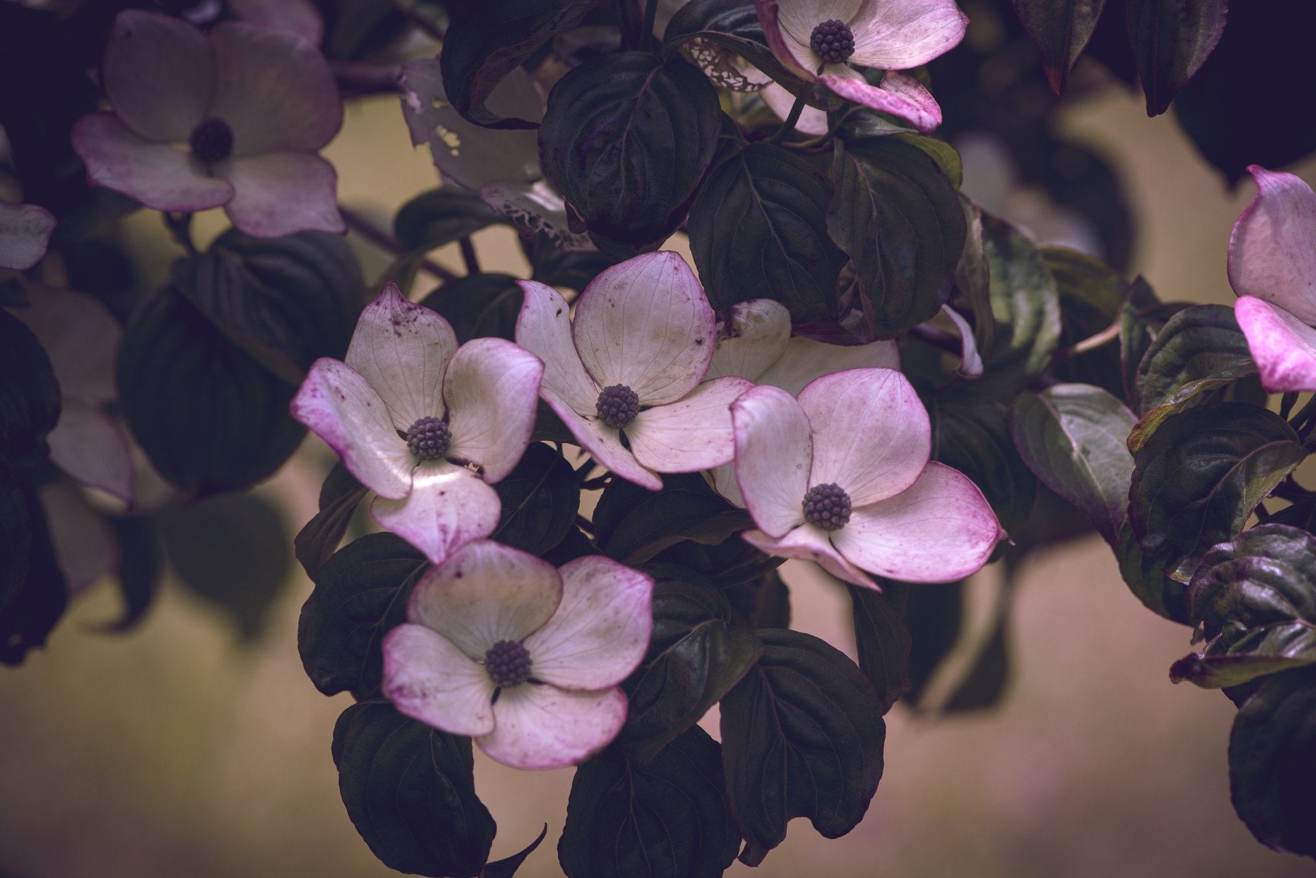 Download Branch Flower Dogwood Nature Blossom HD Wallpaper