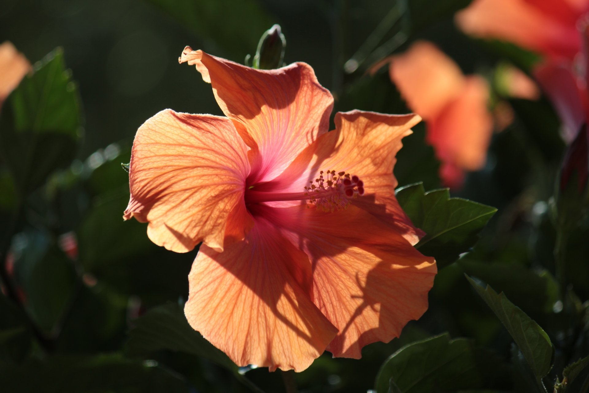 Nature Hibiscus 4k Ultra HD Wallpaper