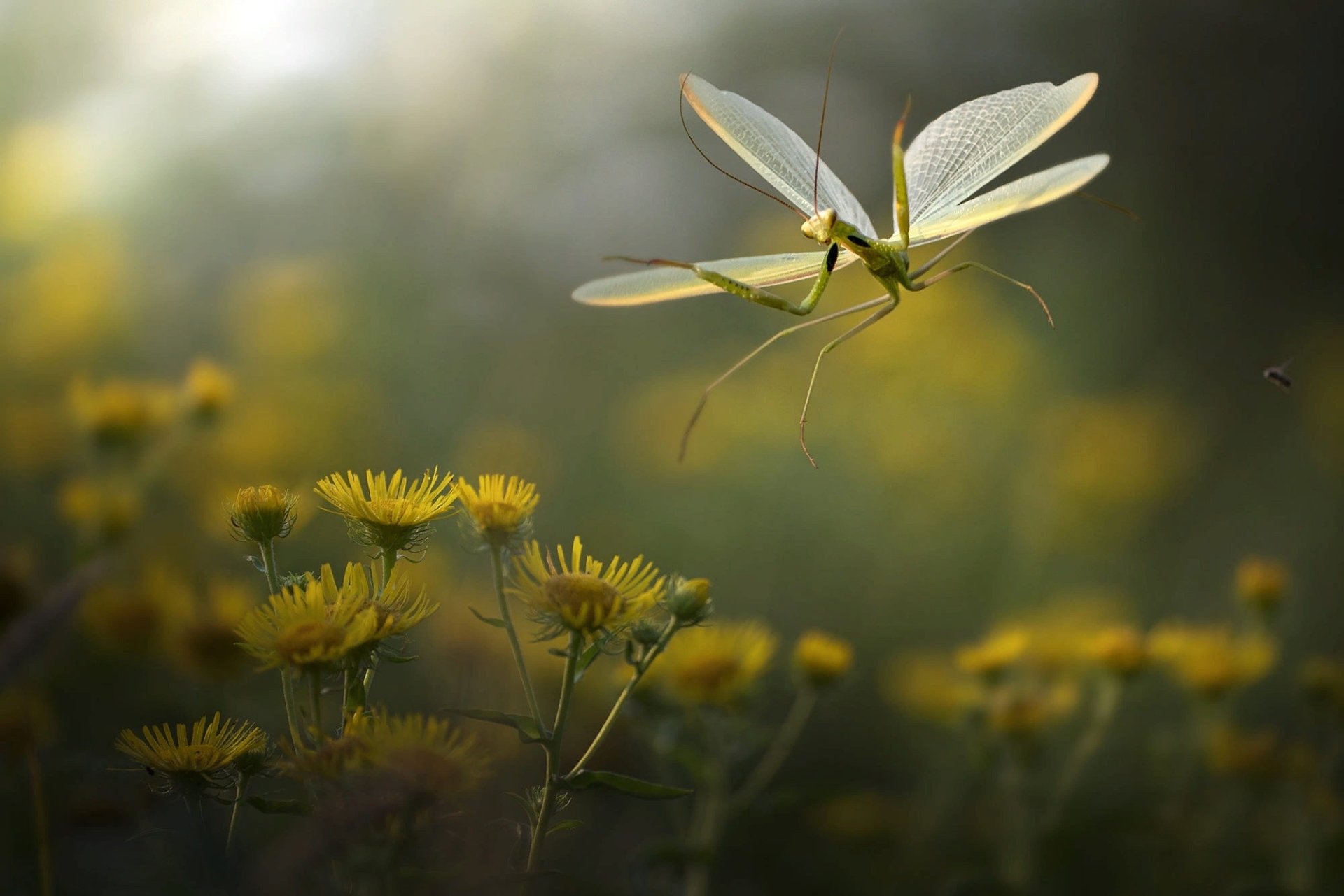 A macro HD desktop wallpaper featuring a praying mantis perched on yellow flowers, capturing the delicate details of this insect in a natural, serene setting.