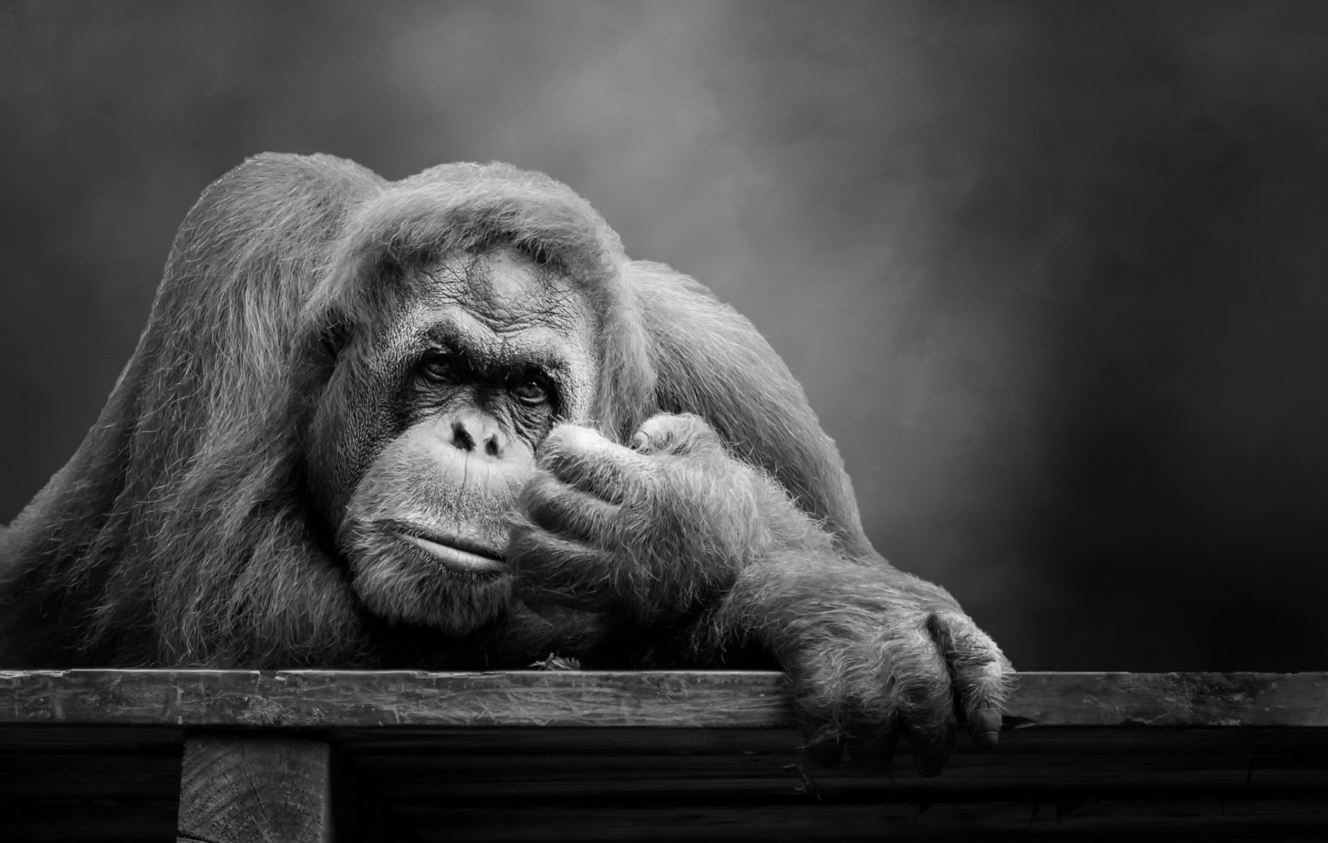 Download Animal Orangutan HD Wallpaper