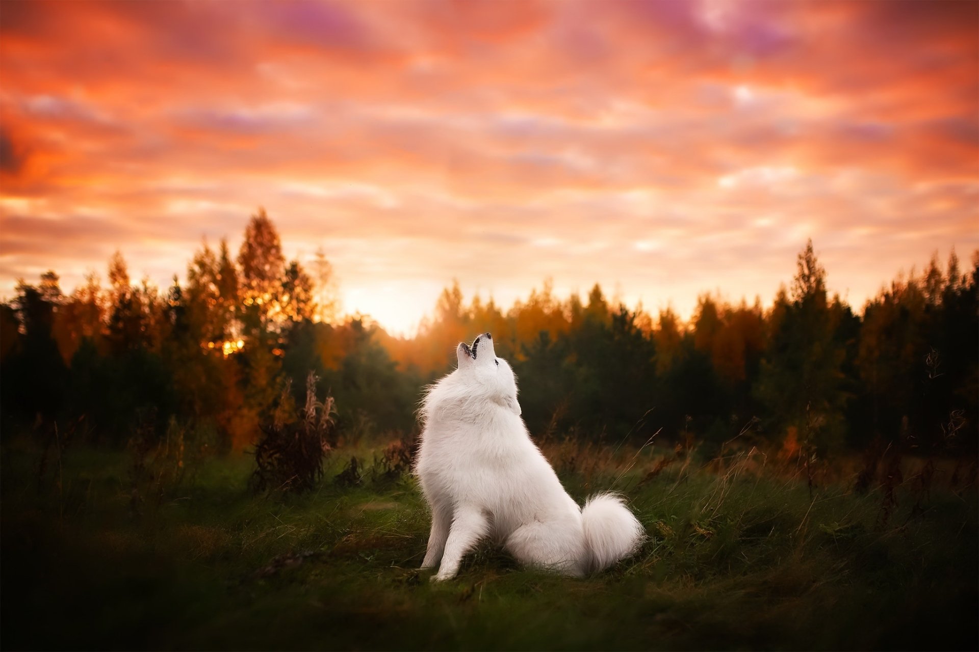 White spitz dog howling in a grassy meadow at sunset, HD PC desktop wallpaper/background showcasing an animal scene.
