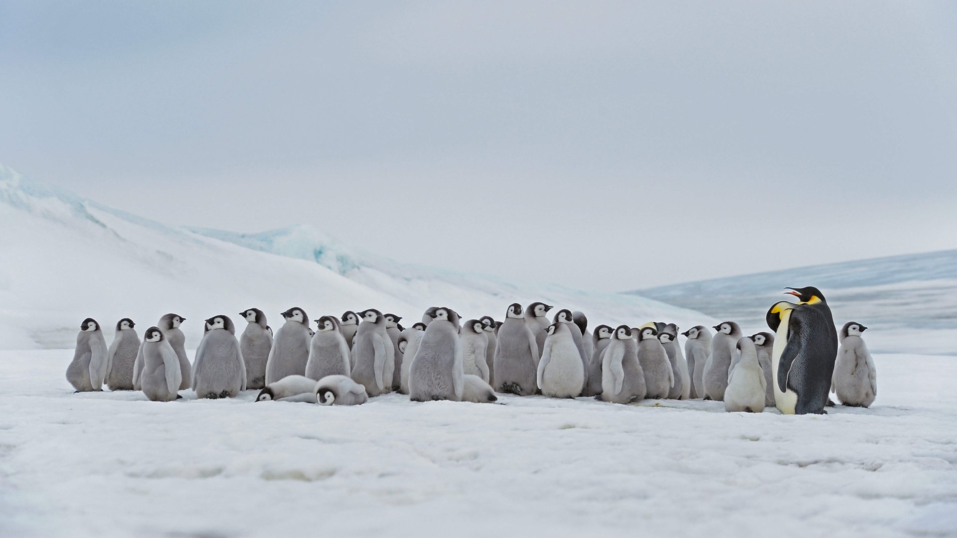 Download Penguin Antarctica Animal Emperor Penguin HD Wallpaper