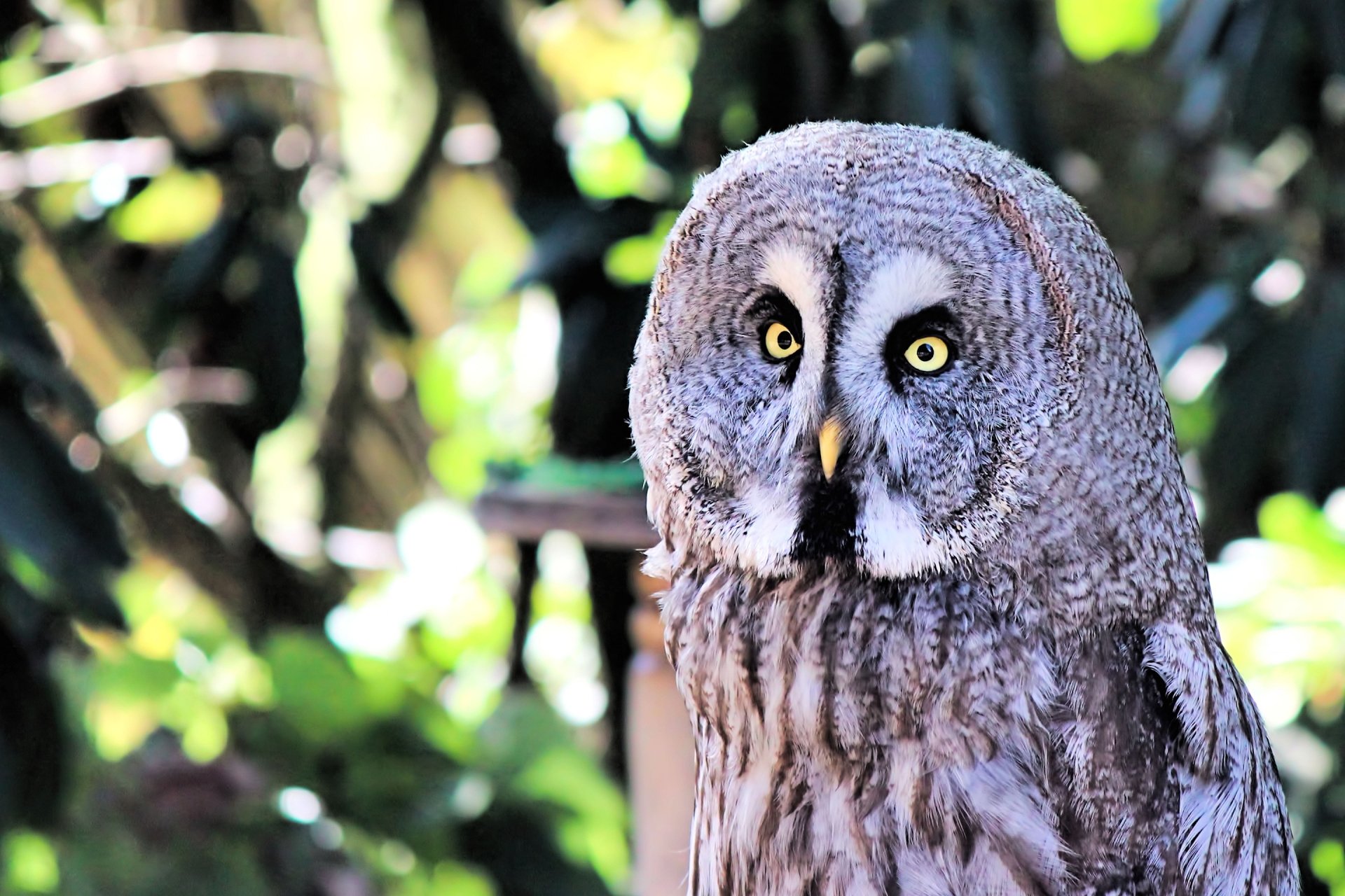 Download Bird Tawny Owl Animal Owl HD Wallpaper
