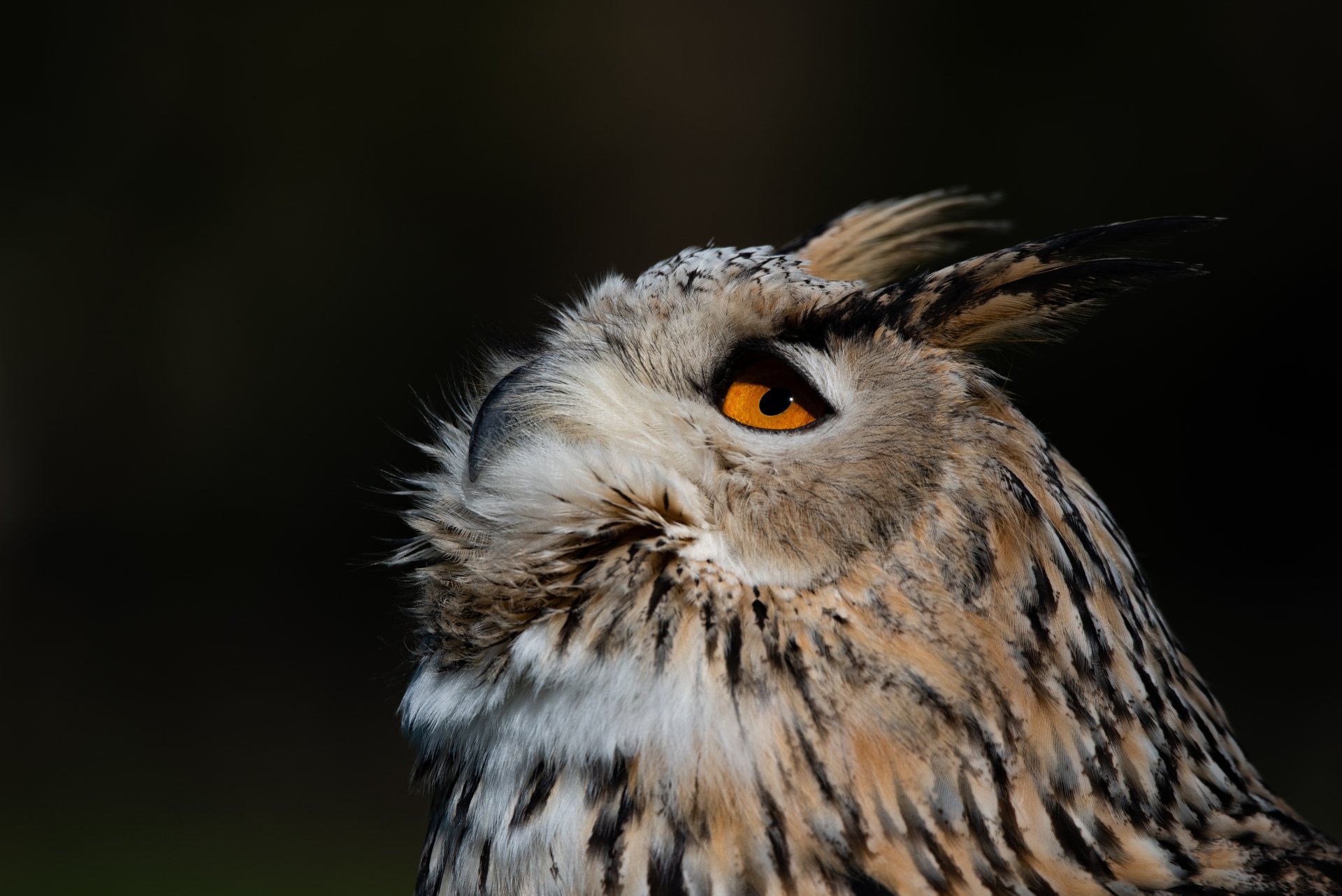 Download Eurasian Eagle-owl Bird Animal Owl 4k Ultra HD Wallpaper