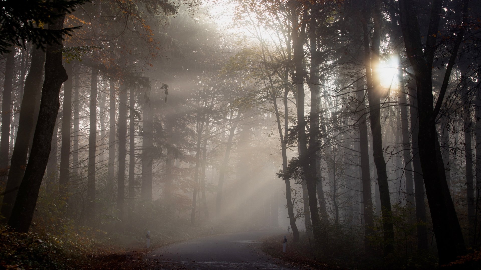Download Sunbeam Trunk Fog Forest Fall Road Man Made Path 4k Ultra HD ...