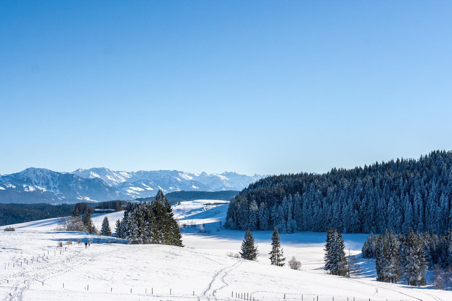 A serene winter forest landscape with snow-covered spruce trees under a clear blue sky, captured in 4K Ultra HD for a stunning nature desktop background.