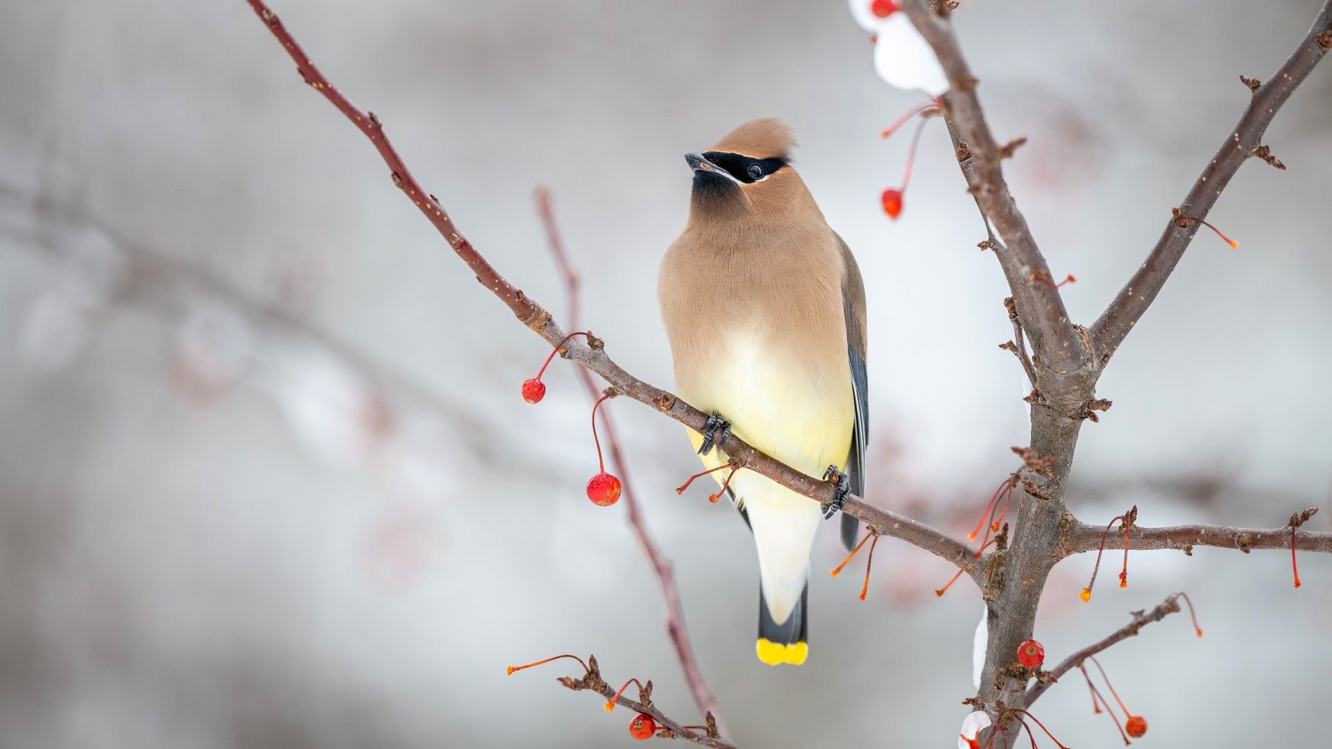 4K Ultra HD PC desktop wallpaper of a waxwing (animal) perched on a berry-studded branch against a soft winter background.