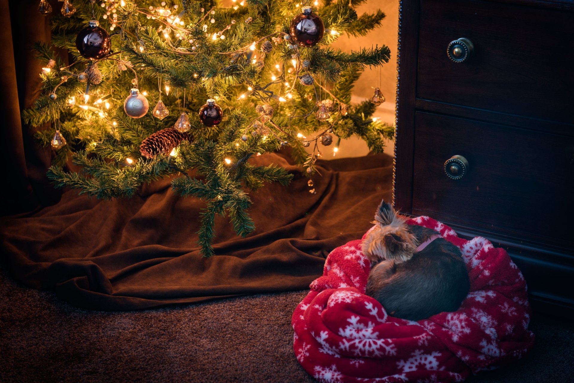 A Yorkshire Terrier peacefully sleeping on a red snowflake bed beside a warmly lit Christmas tree with ornaments, captured in 4K Ultra HD.