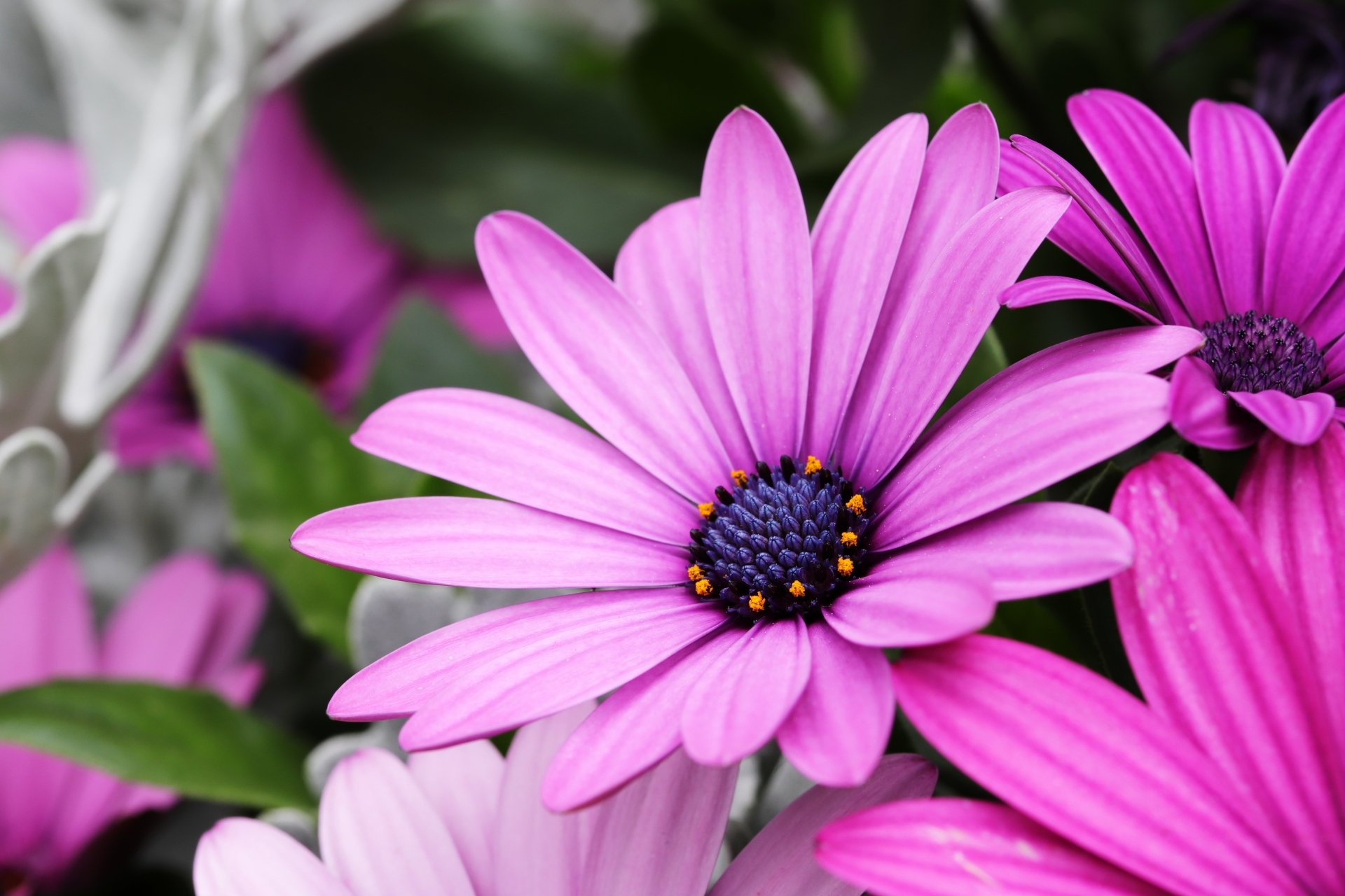Download Daisy Pink Flower Petal Flower Macro Osteospermum Nature 4k Ultra HD Wallpaper