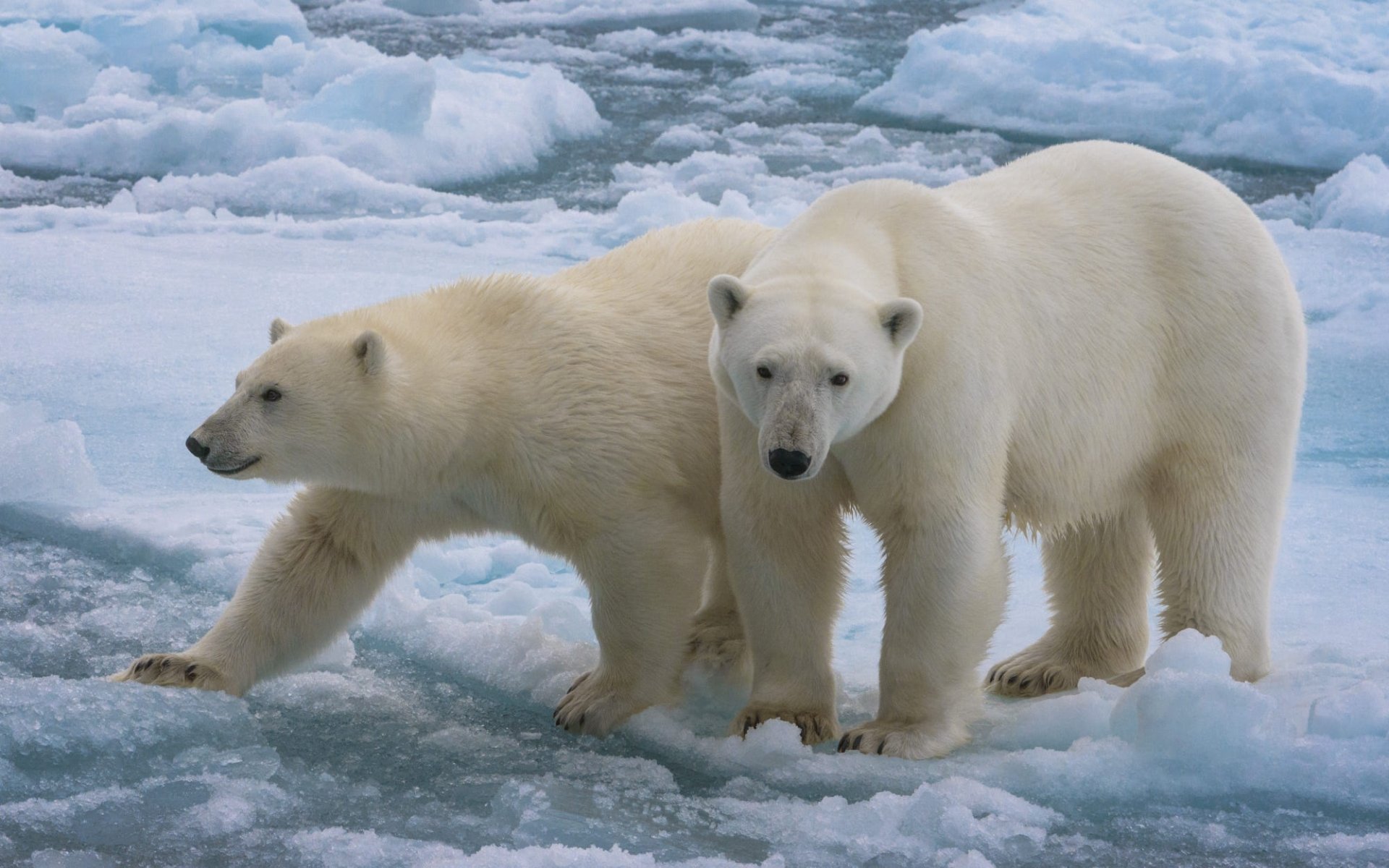 Download Animal Polar Bear HD Wallpaper