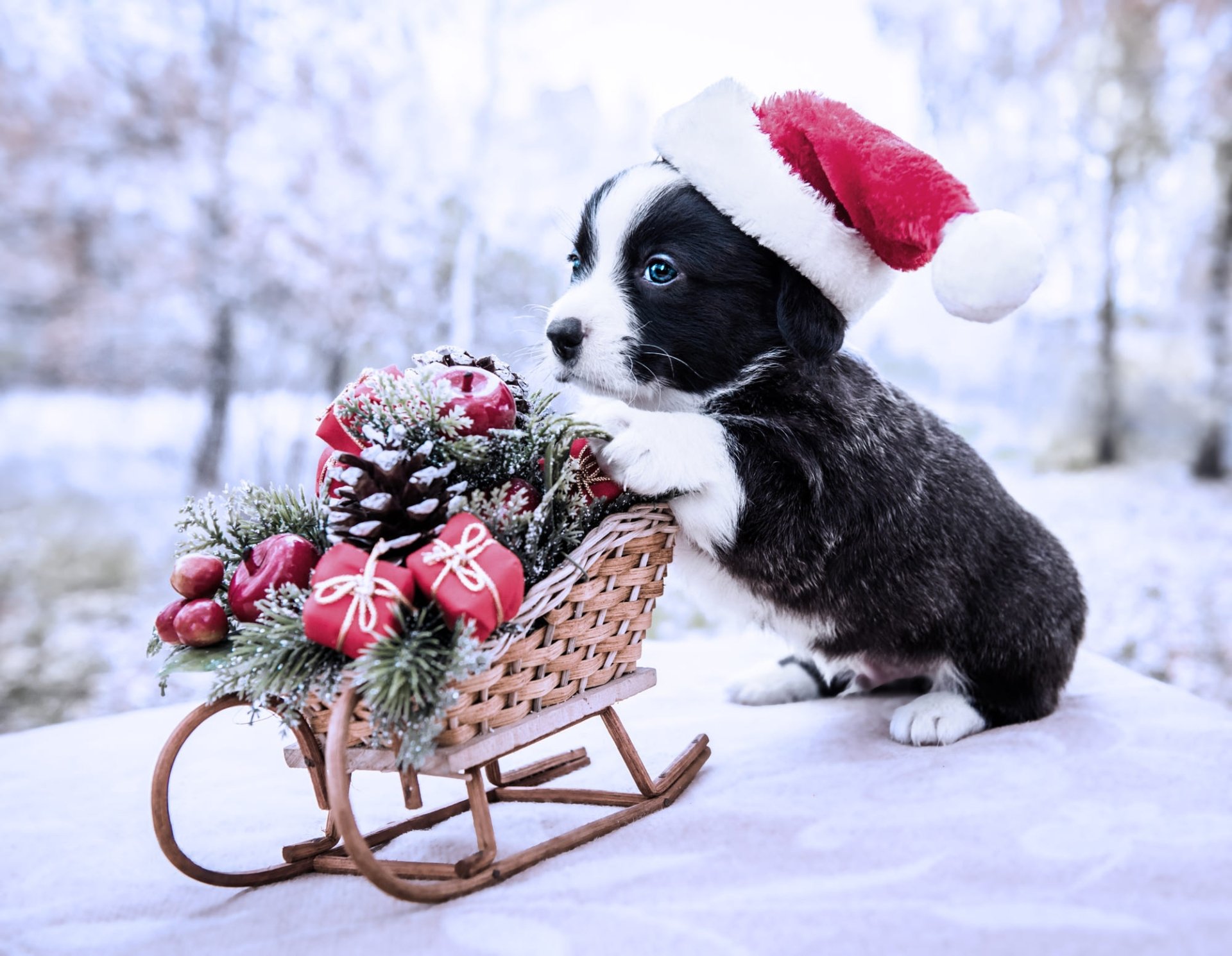 Download Santa Hat Baby Animal Dog Animal Puppy HD Wallpaper ...