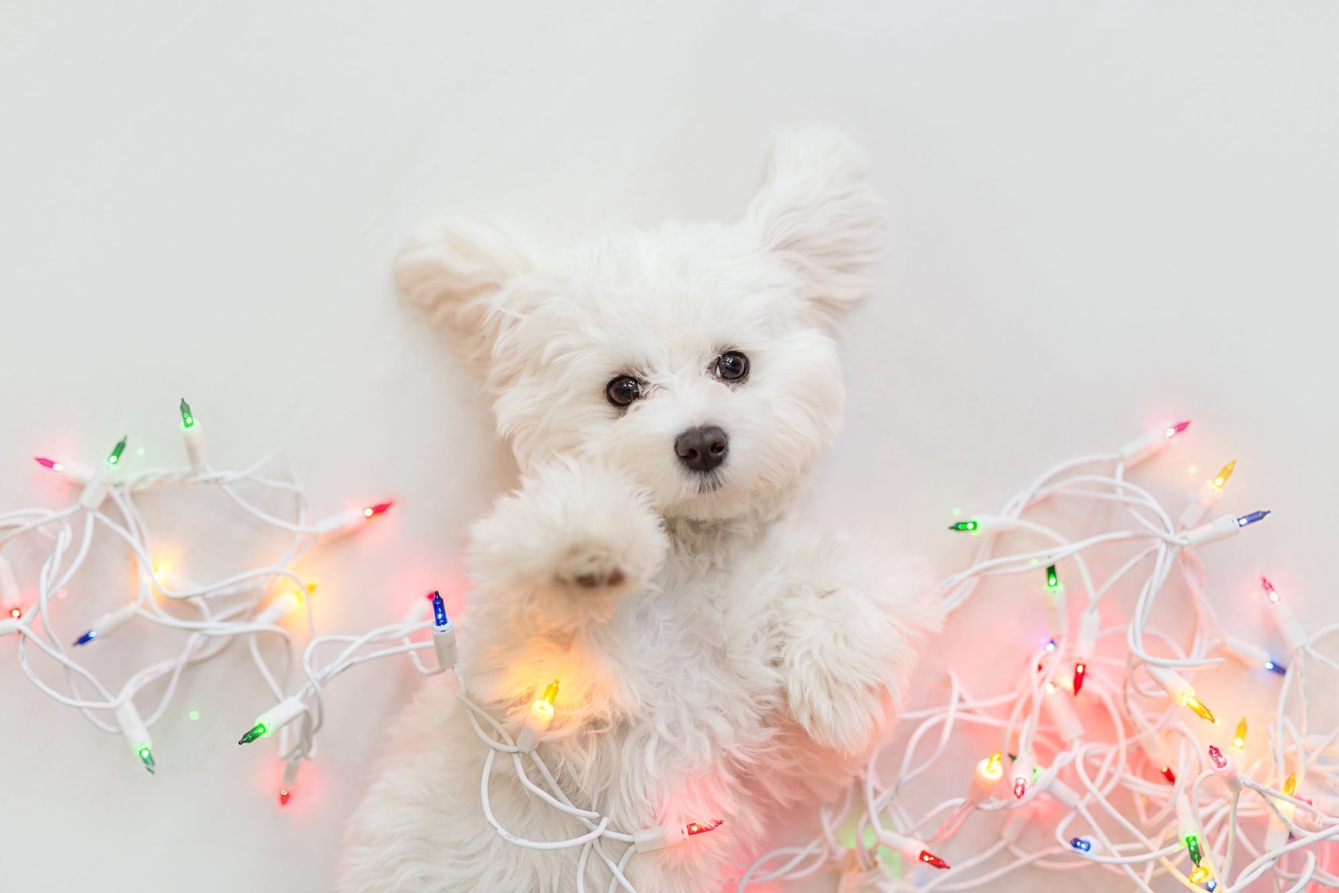 Download Puppy Christmas Lights Baby Animal Dog Animal West Highland White Terrier HD Wallpaper